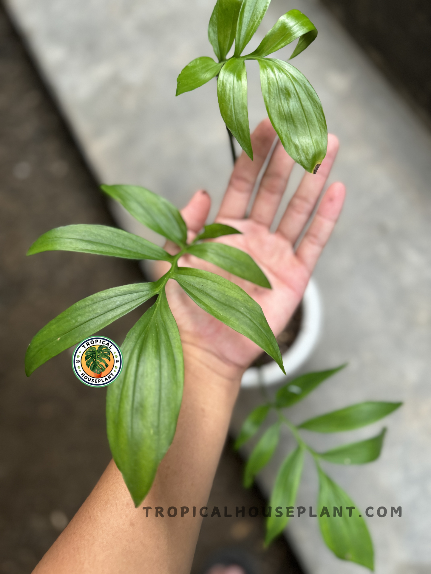 Hand holding Monstera Subpinnata showing feather-like divided green leaflets growing from a central stem in an upward habit.