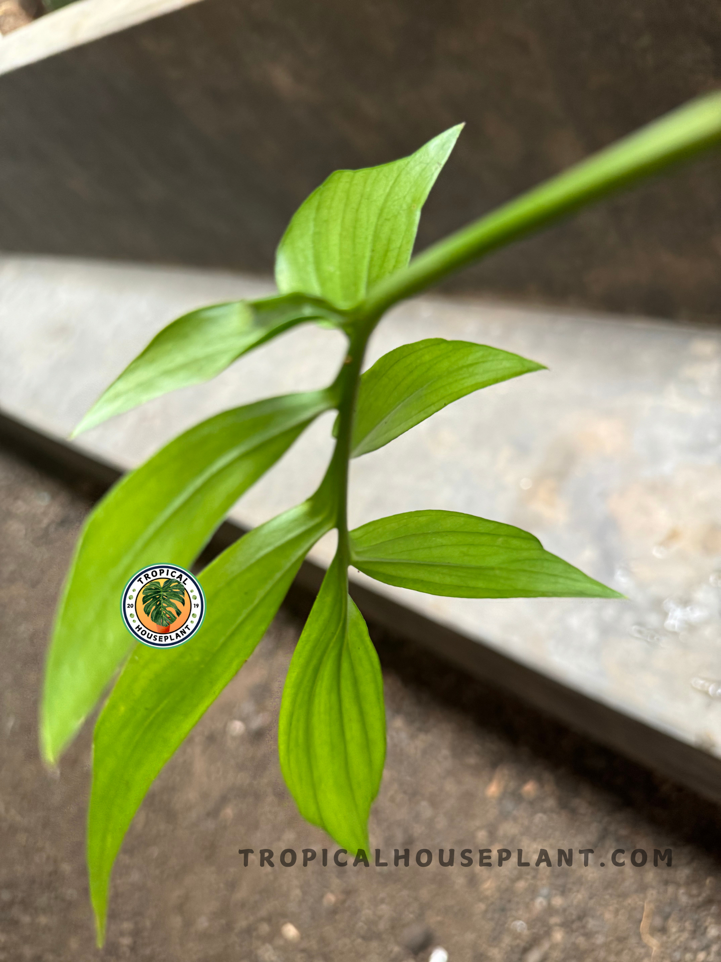 Side view of a Monstera Subpinnata leaf with multiple elongated, narrow lobes against a soft background.