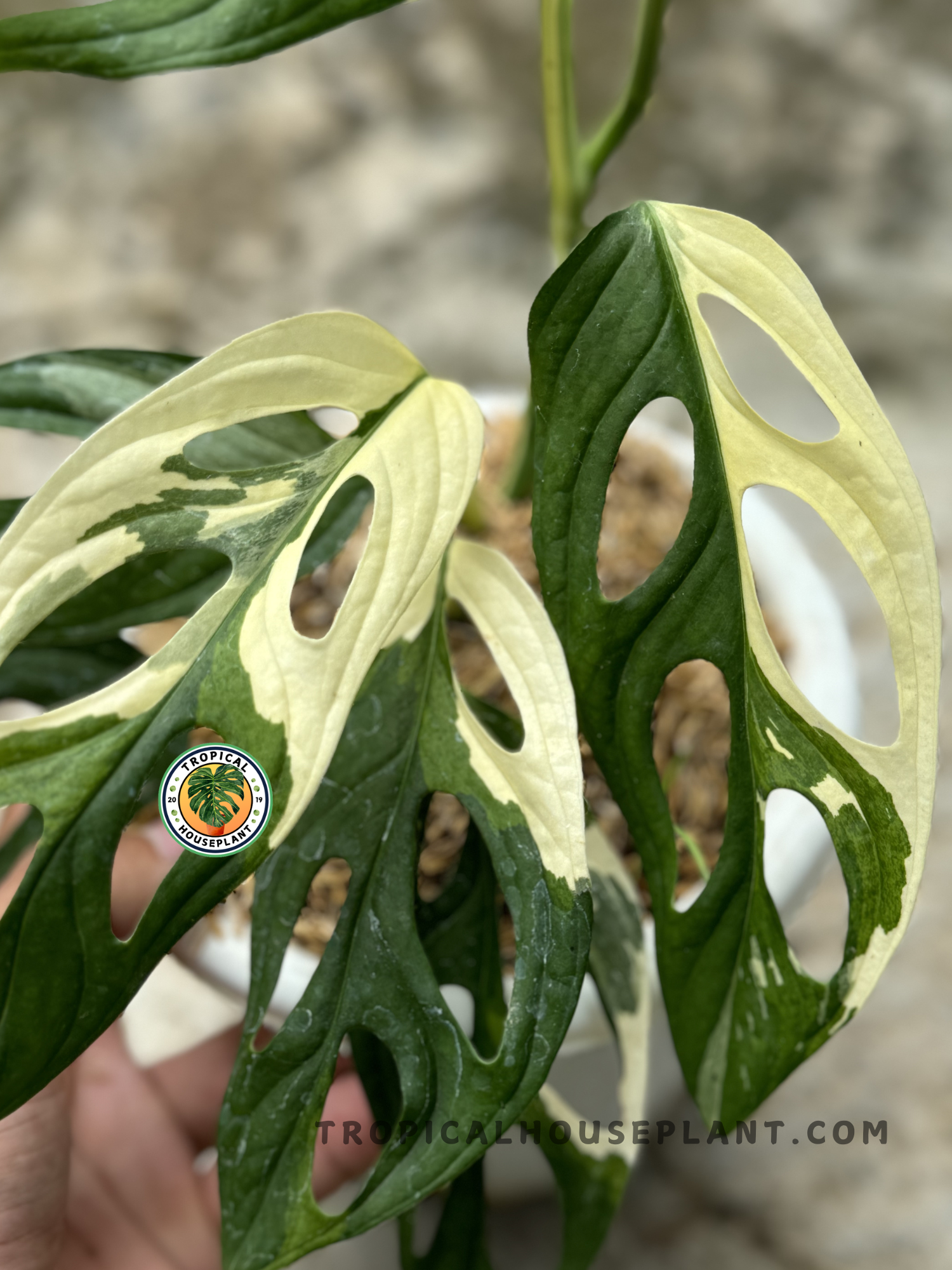 large monstera albo Monstera Adansonii Giant Albo Variegated – Tropical Houseplant