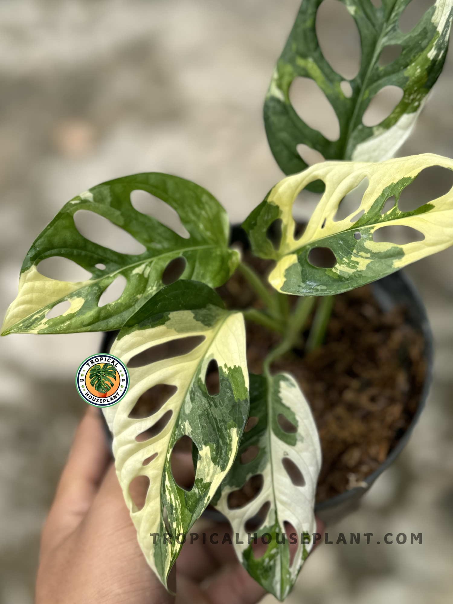 monstera adansonii bushy Monstera Adansonii Japan Albo Variegated – Tropical Houseplant