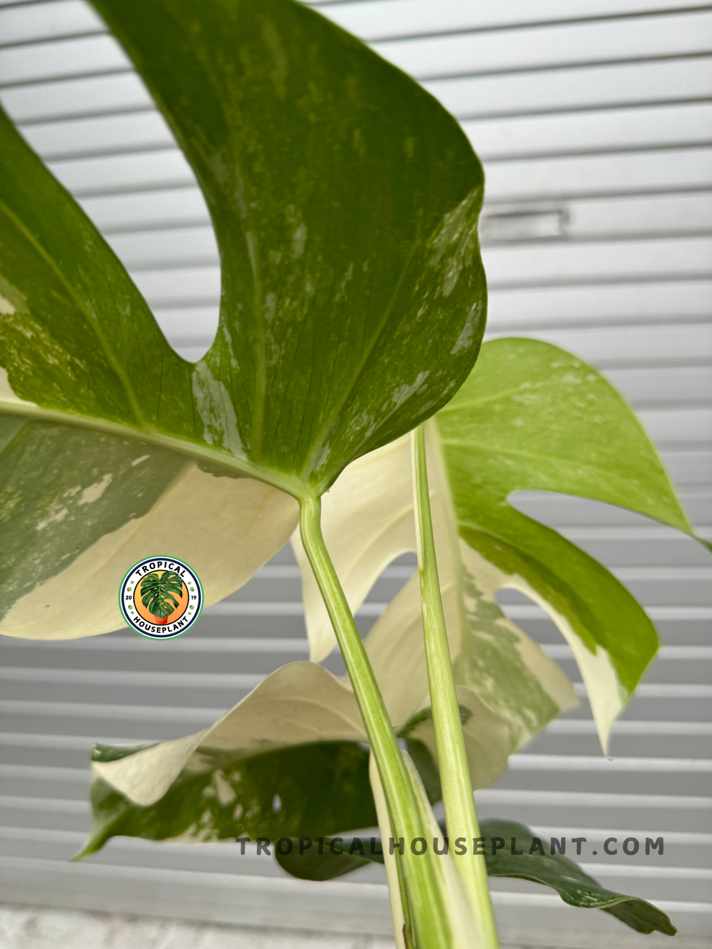 Side view of Monstera Deliciosa Marble Variegated Fenestrated Small Size, showing its structured growth and beautifully patterned foliage.