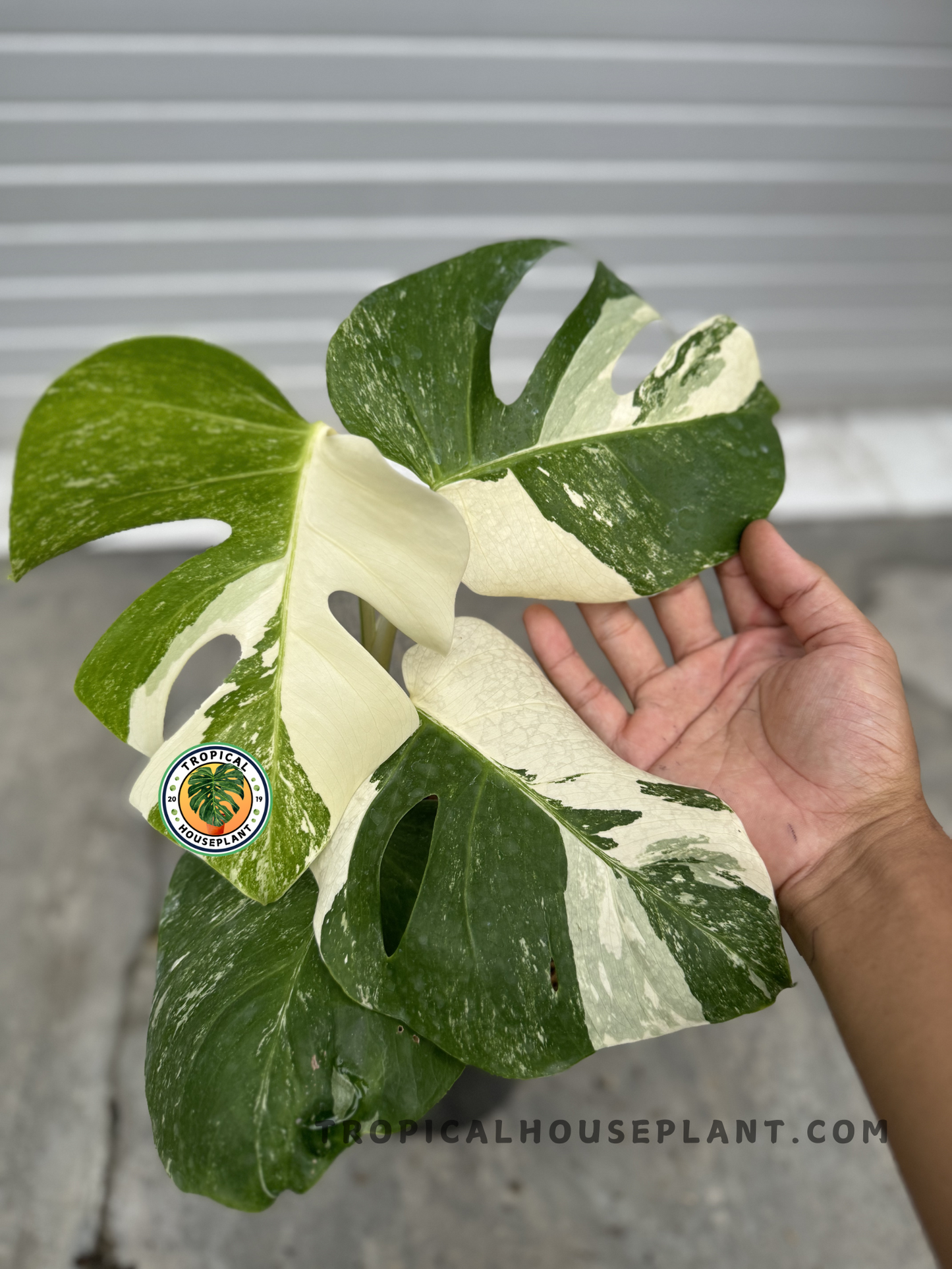 Close-up of Monstera Deliciosa Marble Variegated Fenestrated Small Size, highlighting its creamy-white and deep green variegation with elegant splits.
