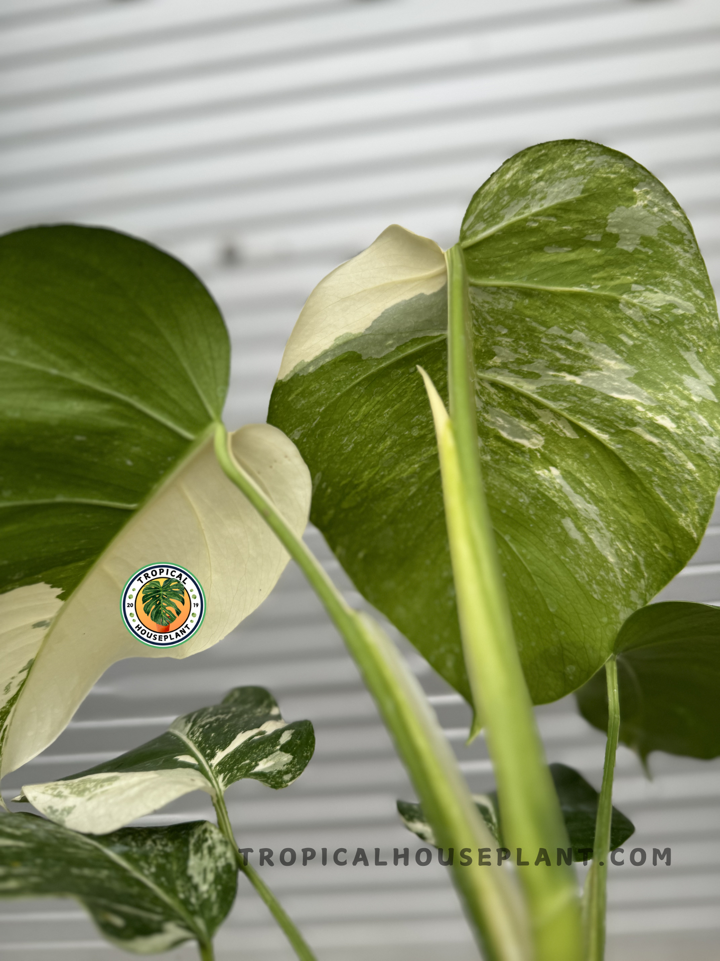 Side view of Monstera Deliciosa Medium Variegated, showing its vining growth and naturally patterned foliage.