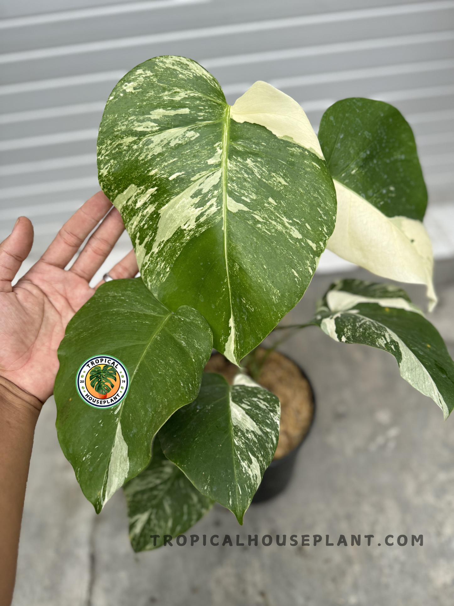 Close-up of Monstera Deliciosa Medium Variegated, highlighting its broad, heart-shaped leaves with striking color contrast.