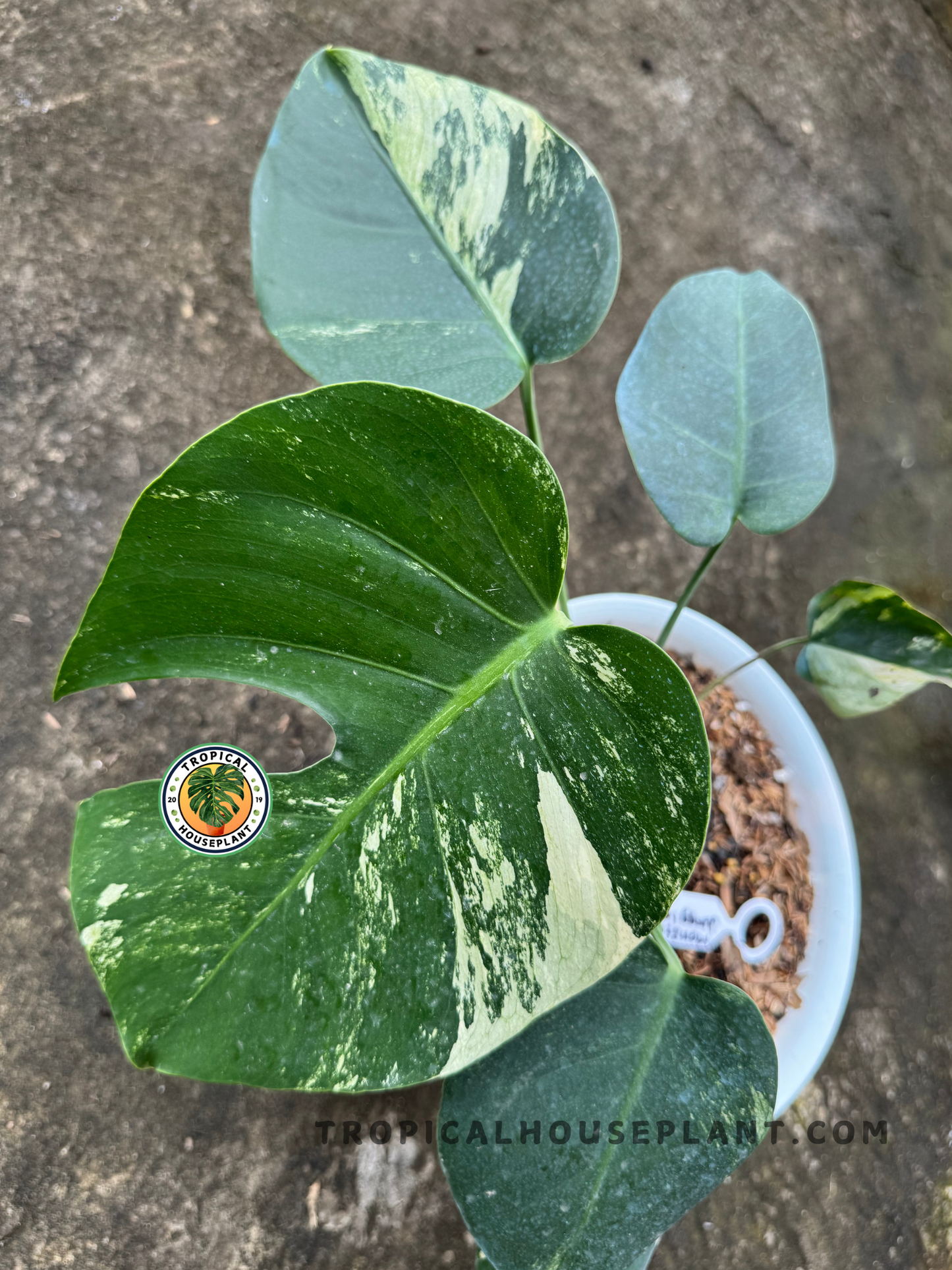 Close-up of Monstera Deliciosa Mint Variegated leaf showing rich green and minty cream marbling.