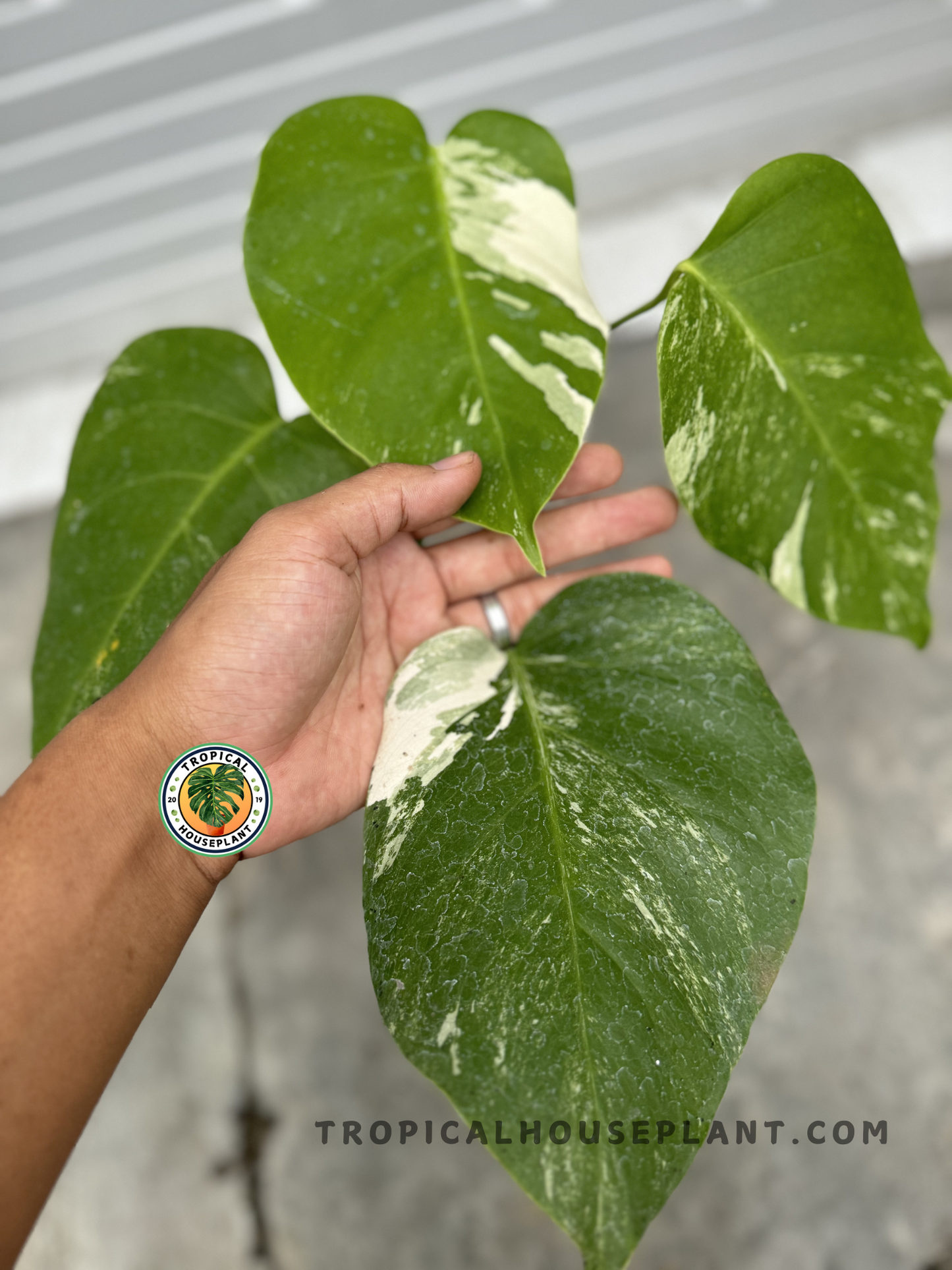 Monstera Low Variegated held in a hand, displaying its large, heart-shaped leaves with soft white marbling on deep green foliage.