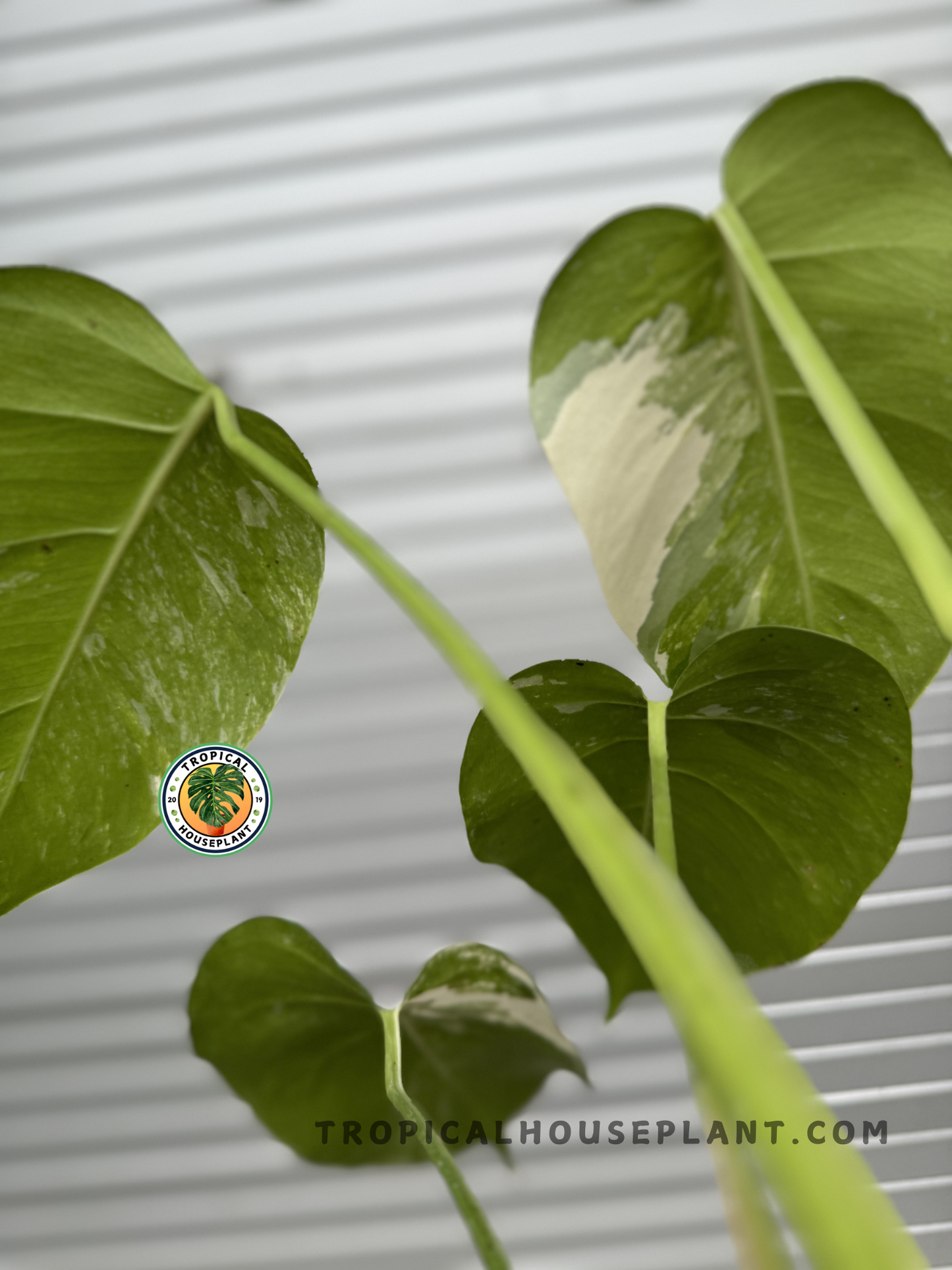 Side view of Monstera Low Variegated with new leaves emerging, highlighting its vining growth and delicate variegation.