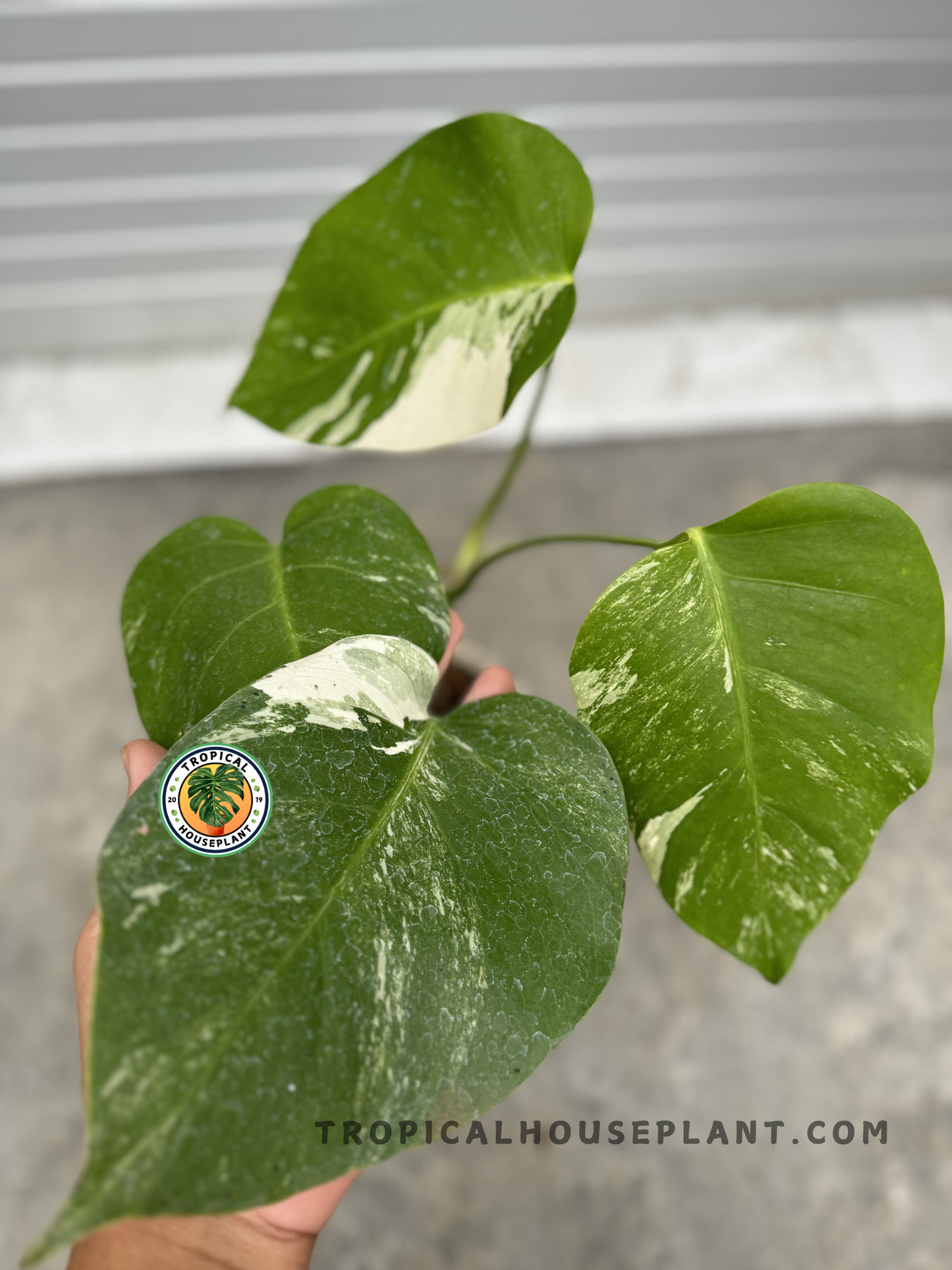 Monstera Low Variegated in a black pot, showing its unique marbled foliage and sturdy stems.