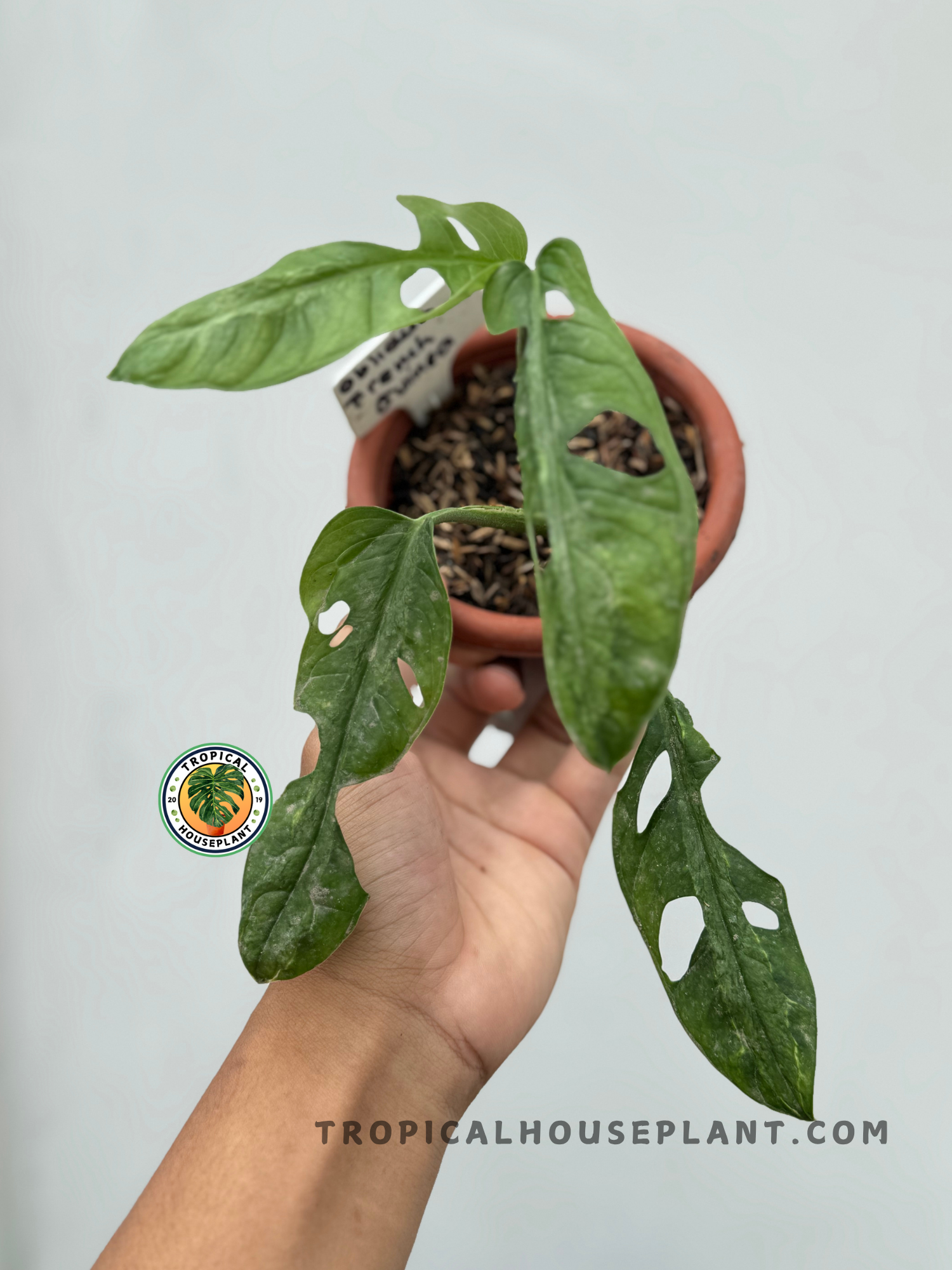 house plant in french Monstera Obliqua French Guinea – Tropical Houseplant