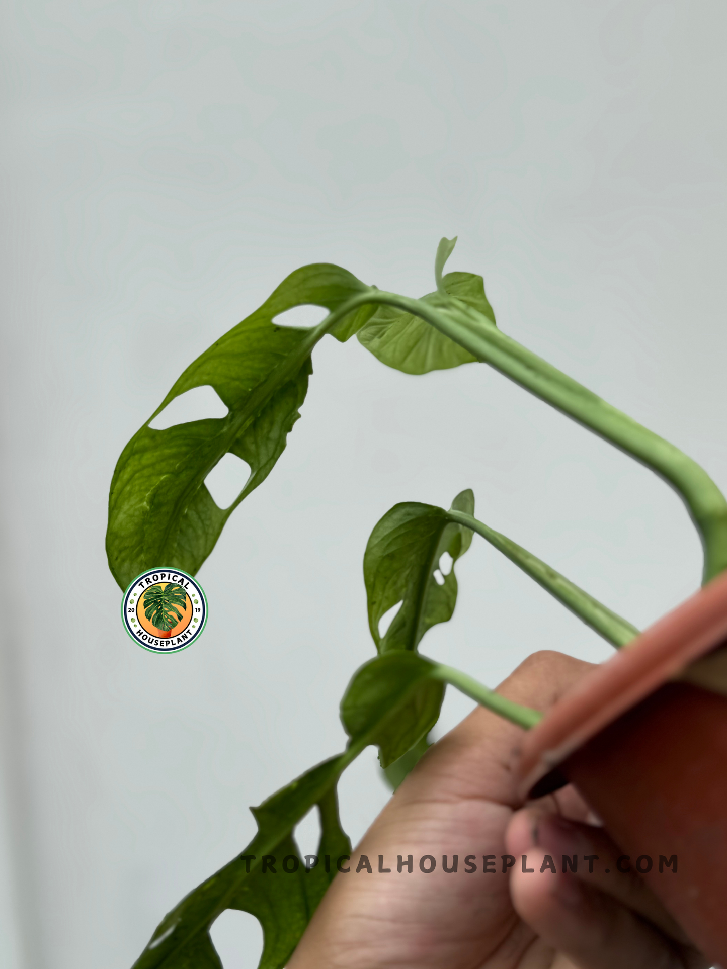 Side view of Monstera Obliqua French Guinea displaying its elongated stems and airy leaf formation.