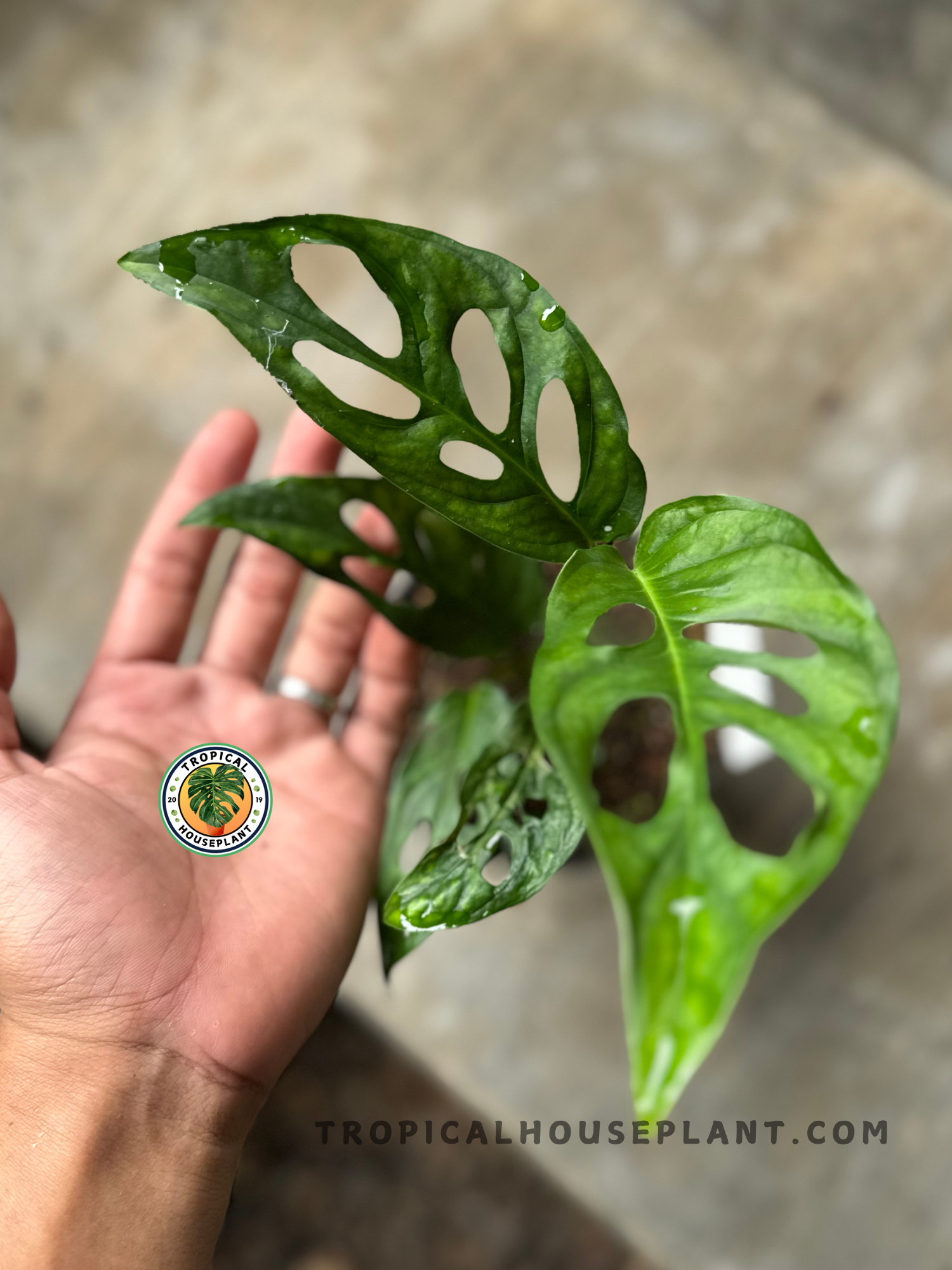 monstera obliqua adansonii Monstera Obliqua Sp Tena – Tropical Houseplant