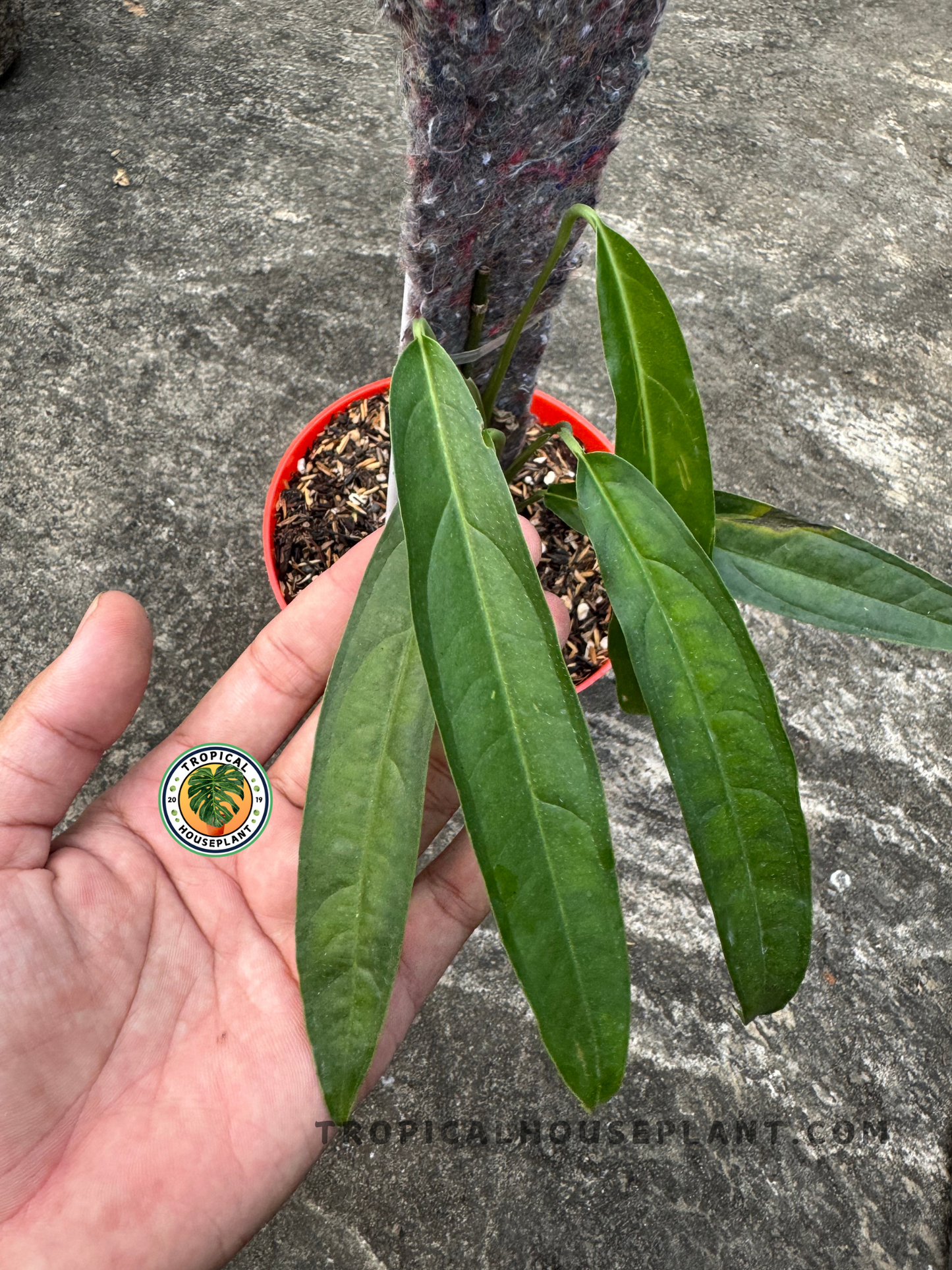 Close-up of Monstera Obliqua Yasuni Ecuador leaf cluster, showing elongated narrow green leaves held by hand with a moss pole in the background.