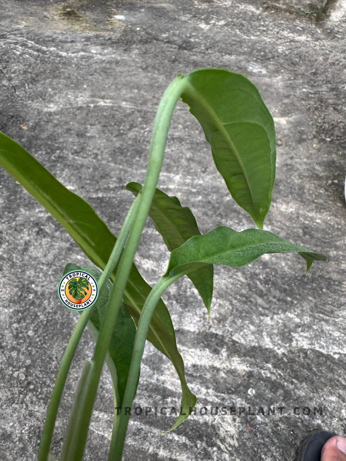 Side view of Monstera Obliqua Yasuni Ecuador showing elegant curvature of developing young leaves against textured cement.