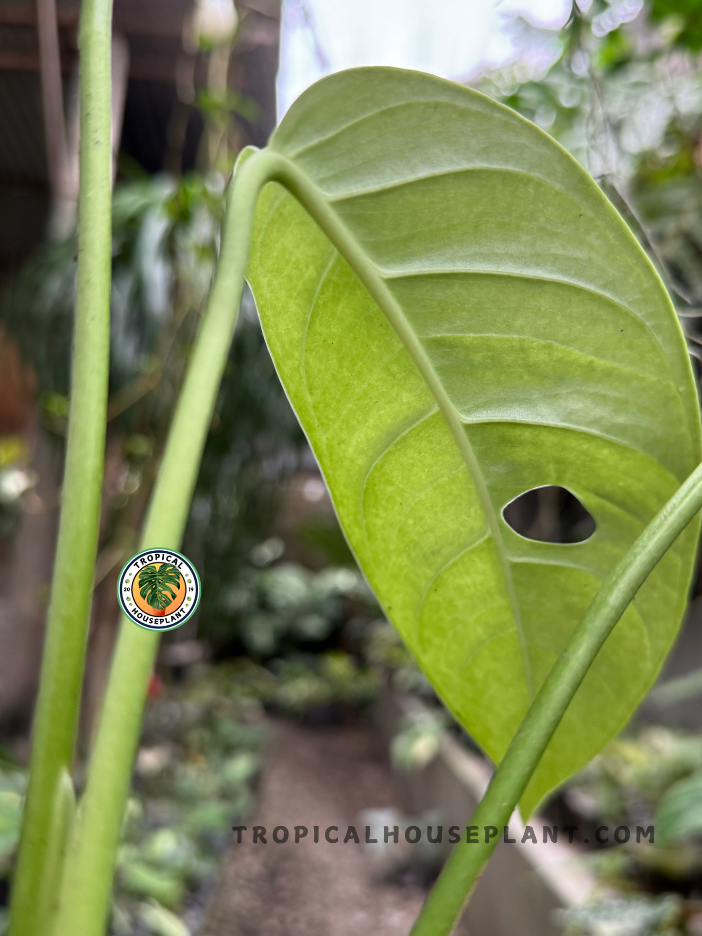 Back view of Monstera Obliqua cf Pangui leaf with sunlight highlighting leaf texture and fenestration detail.