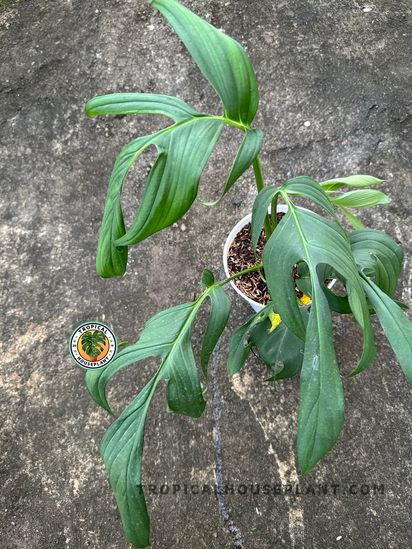 Top-down view of Monstera Spruceana in white pot with long, narrow leaves and split pattern extending outward.