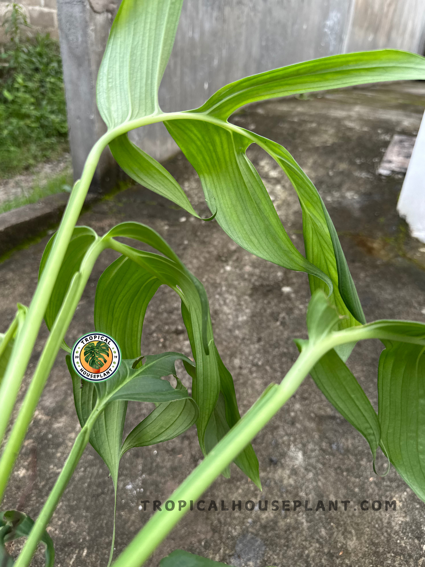 Side view of Monstera Spruceana’s climbing stems and narrow lobed leaves against a textured concrete backdrop.