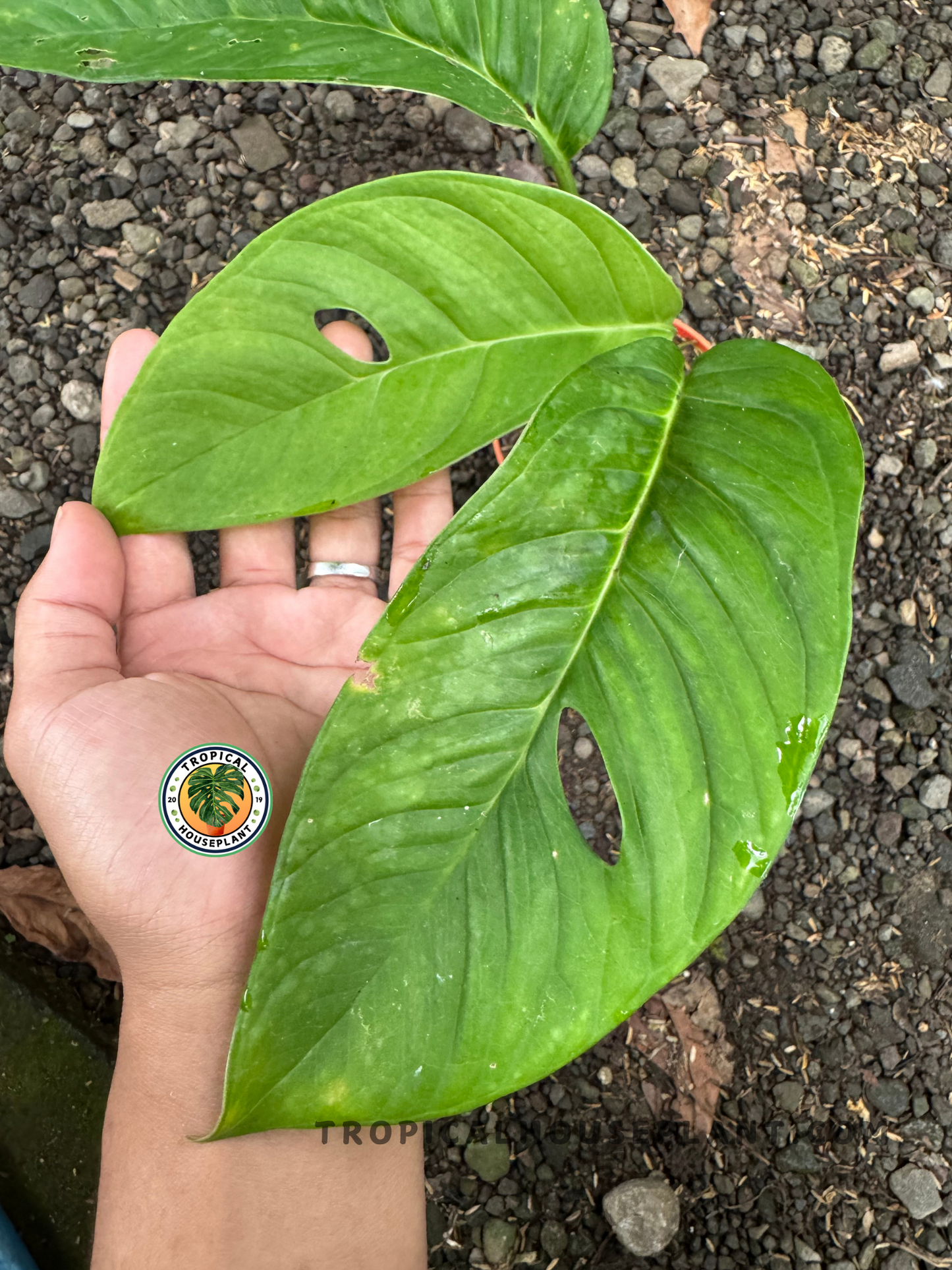 Close-up of Monstera Obliqua cf Pangui with vibrant green leaves and developing fenestrations held in hand over gravel ground.