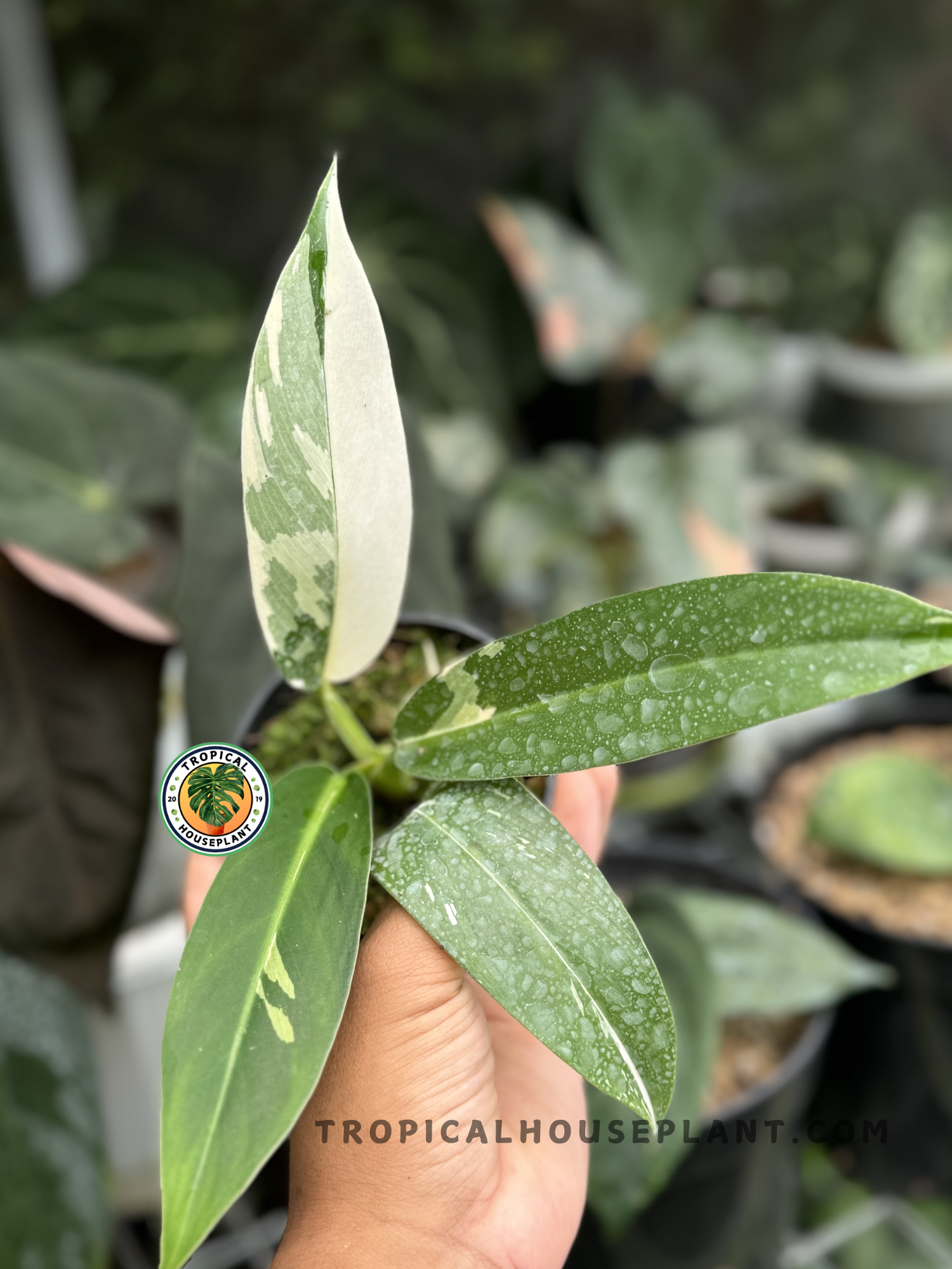 imbe philodendron Philodendron Wend Imbe Variegated – Tropical Houseplant