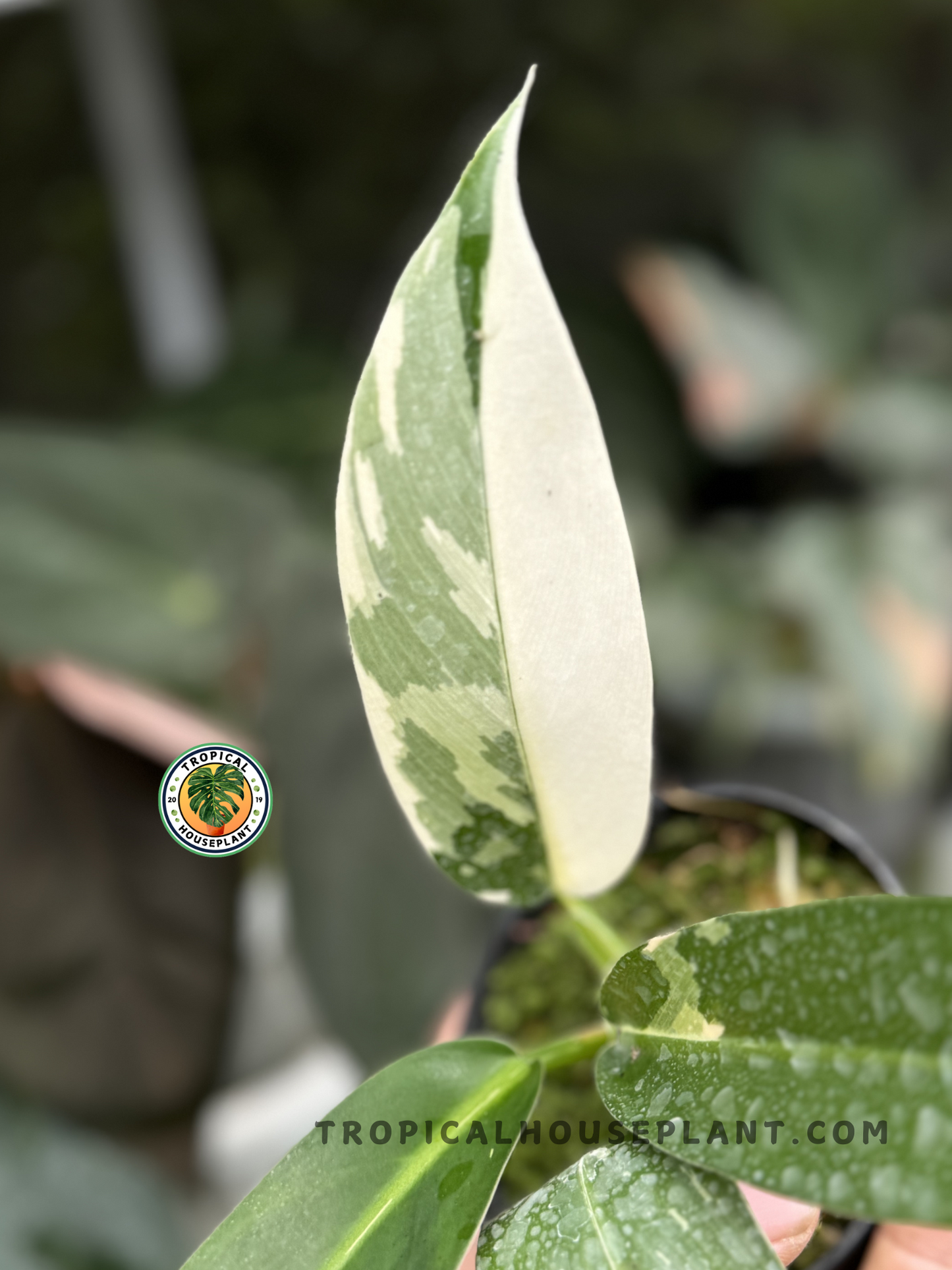 Philodendron Wend Imbe Variegated