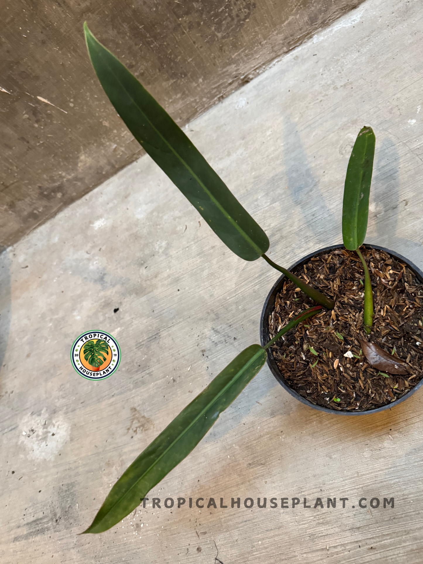 Top view of Philodendron Bicolor with its slim, upright leaves extending from the pot, placed on a cement floor.