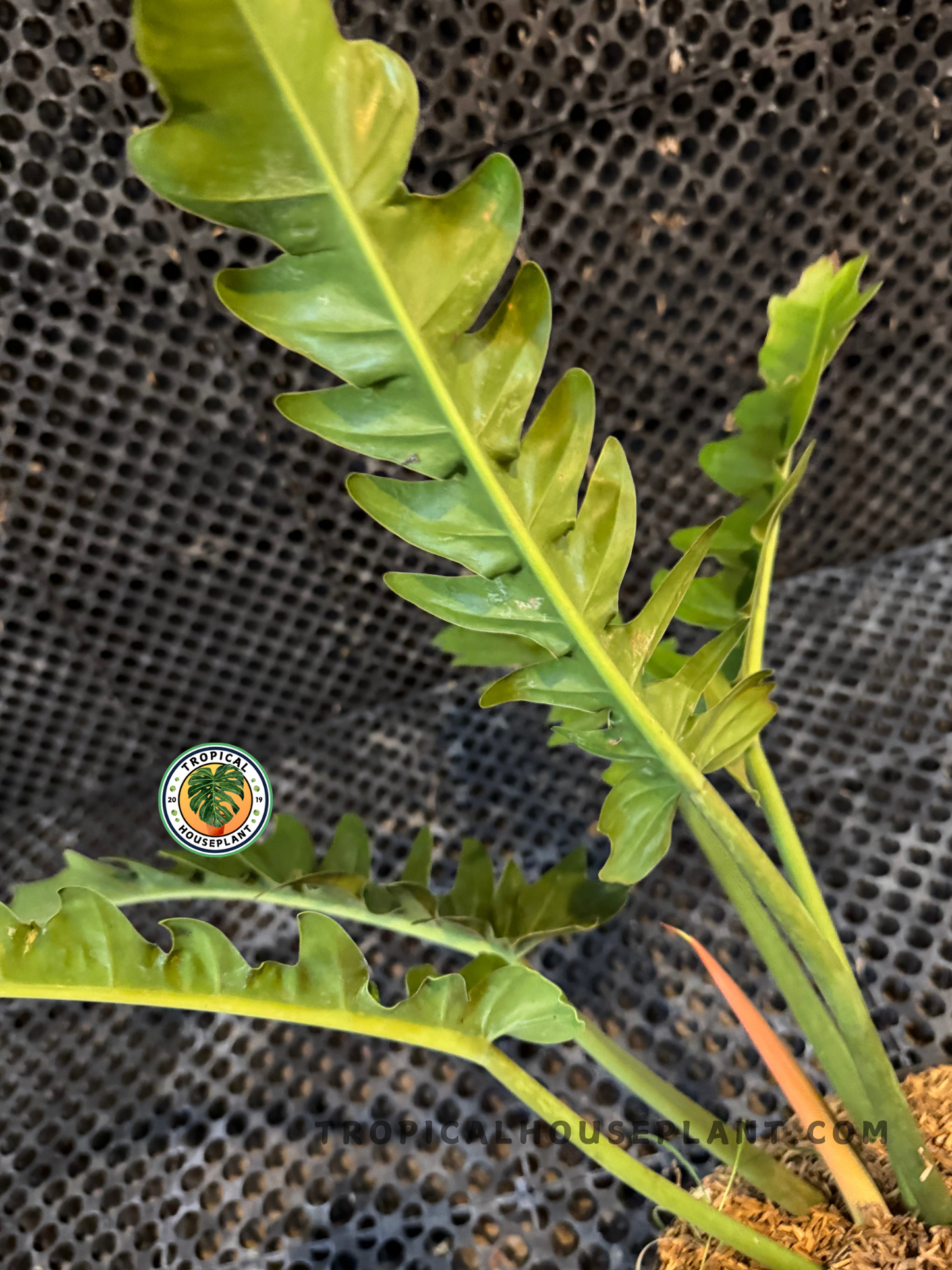 Close-up side view of Philodendron Crocodile leaves with their sharp, deeply cut edges and lush green surface.