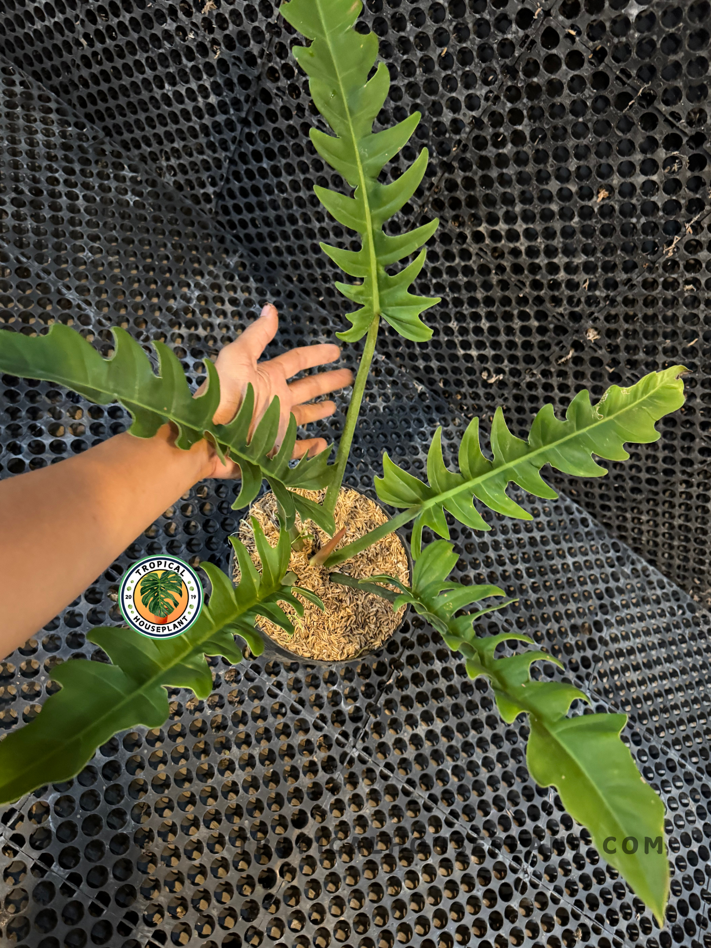 Hand holding a long, serrated leaf of Philodendron Crocodile, highlighting its crocodile-scale texture.