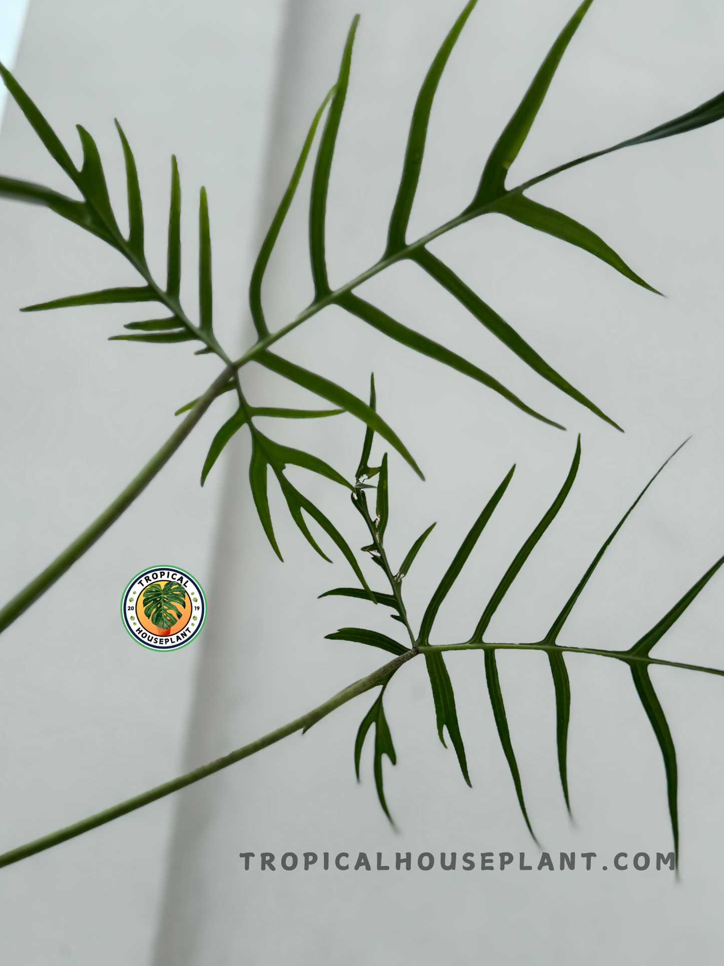 Close-up of Philodendron Polypodioides Large foliage against a plain wall, highlighting its narrow, deeply lobed leaves.