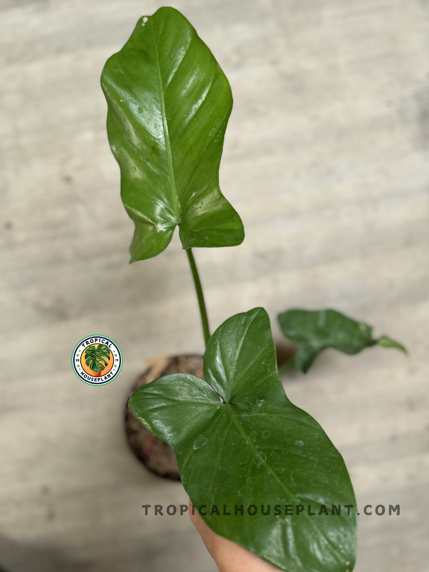Close-up of Philodendron Barrosoanum’s large, glossy green leaves with deep veins.