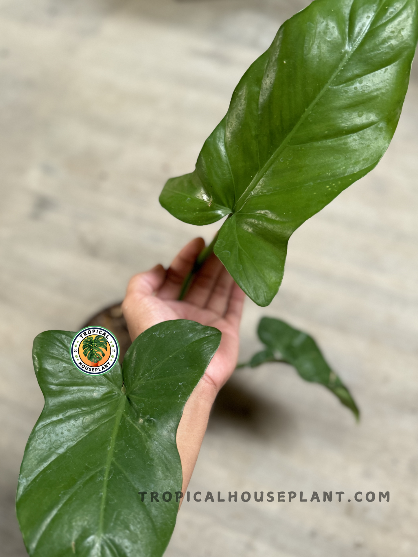 Hand holding Philodendron Barrosoanum, showcasing its leaf structure and climbing habit.