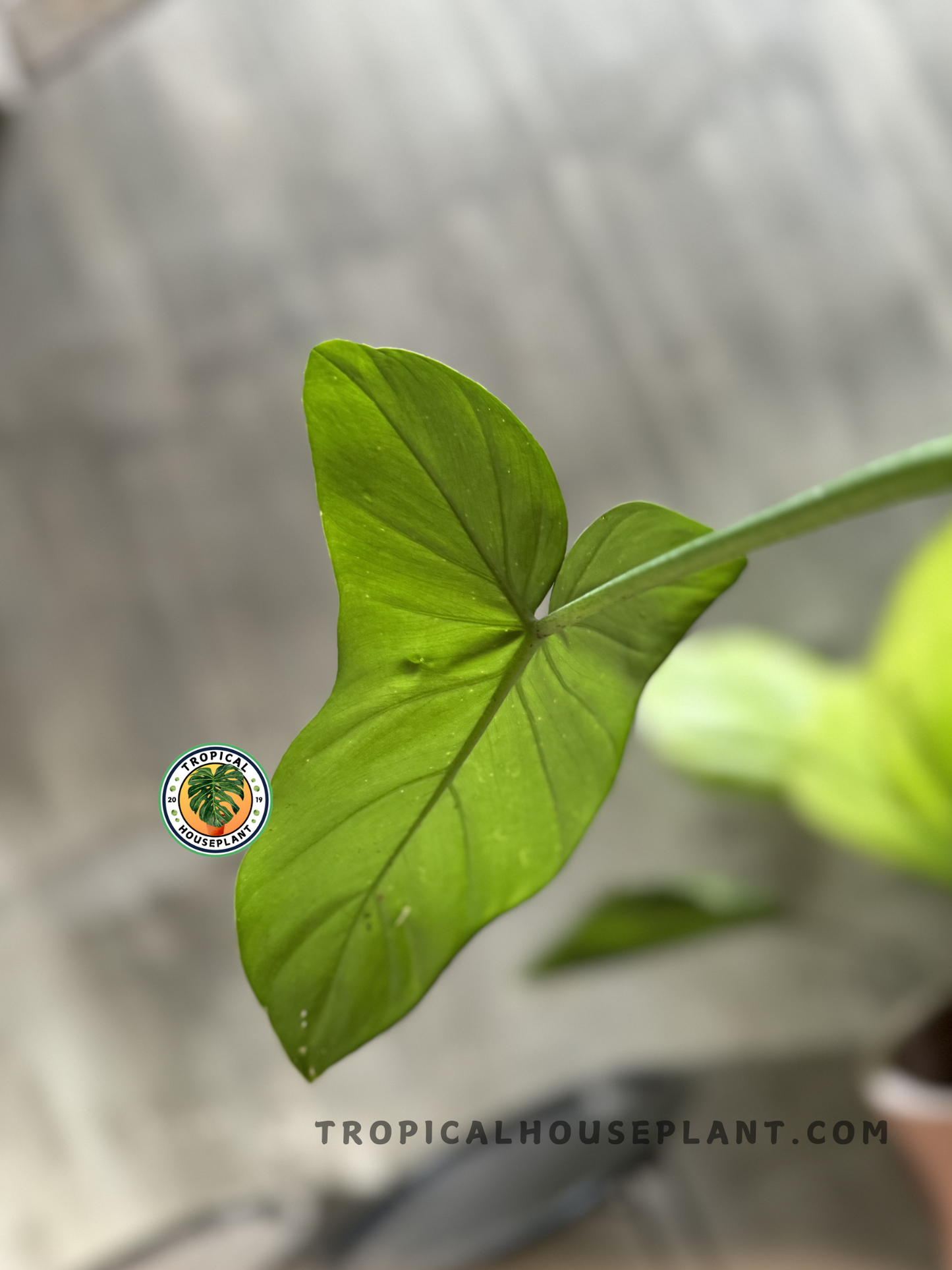 Side view of Philodendron Barrosoanum in a pot, highlighting its vibrant green foliage.