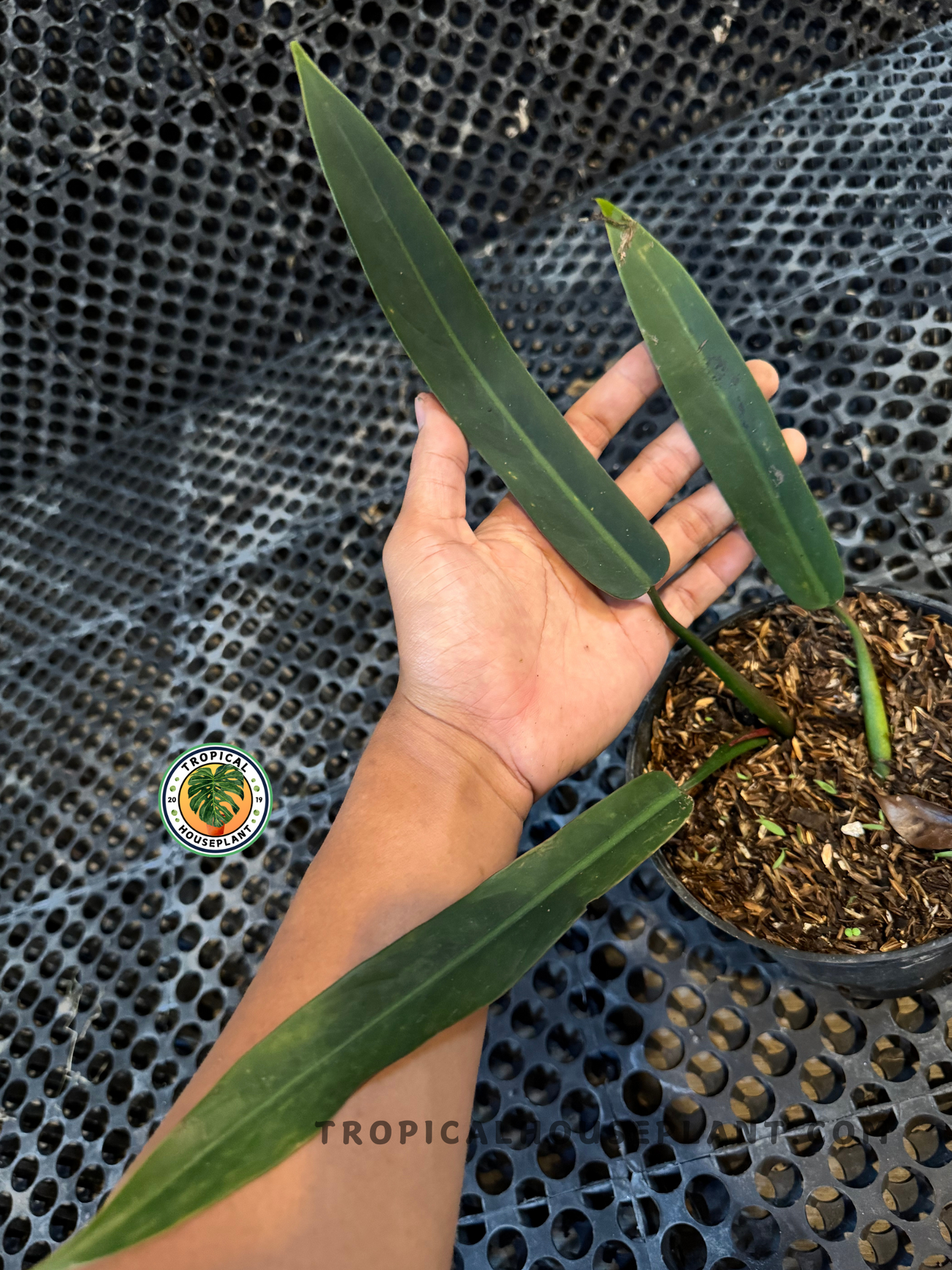 A hand holding the long, narrow leaves of Philodendron Bicolor to highlight their glossy texture and slender growth form.