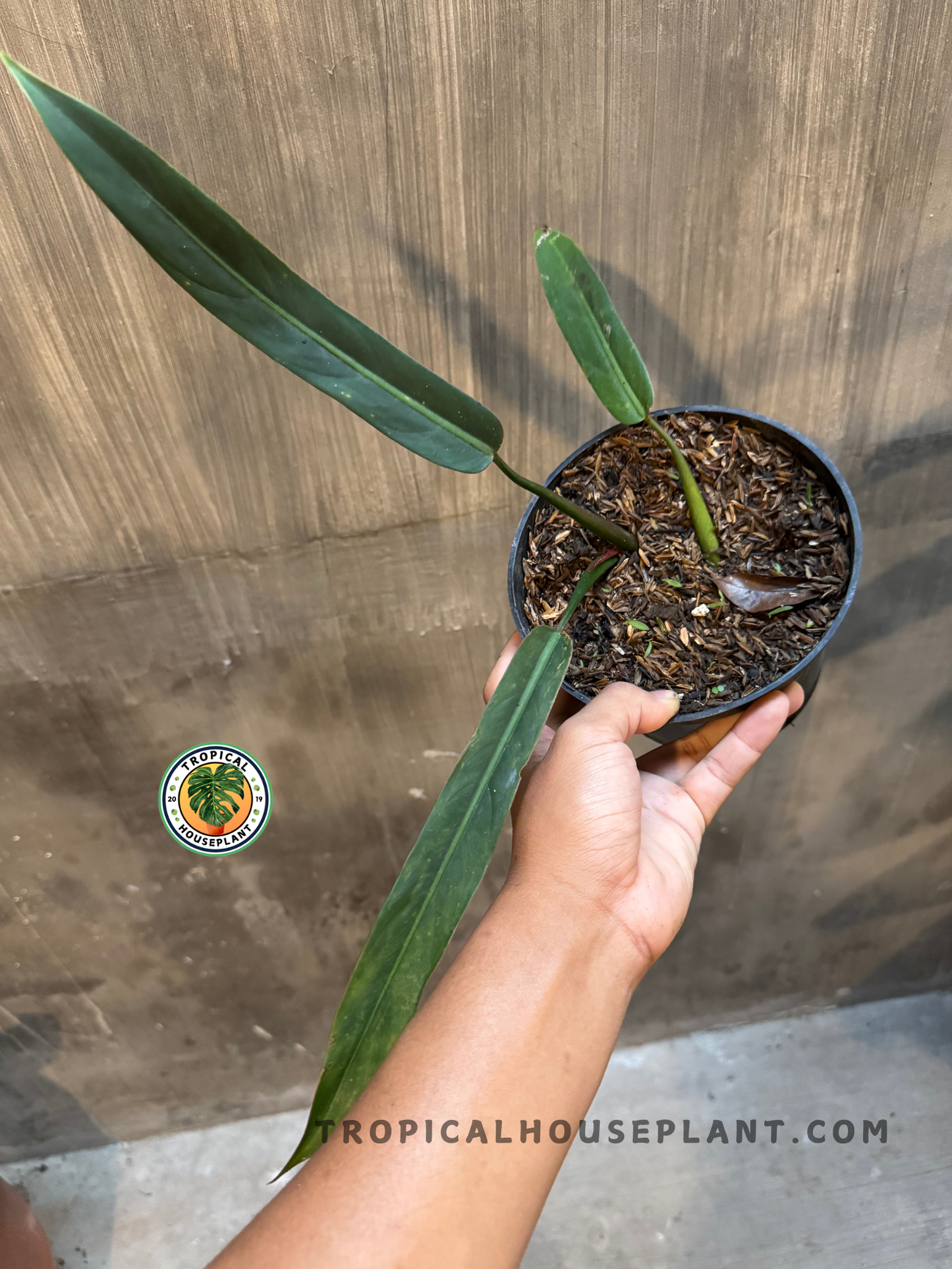 A Philodendron Bicolor in a black pot showing its elongated, lance-shaped dark green leaves against a textured wall background.
