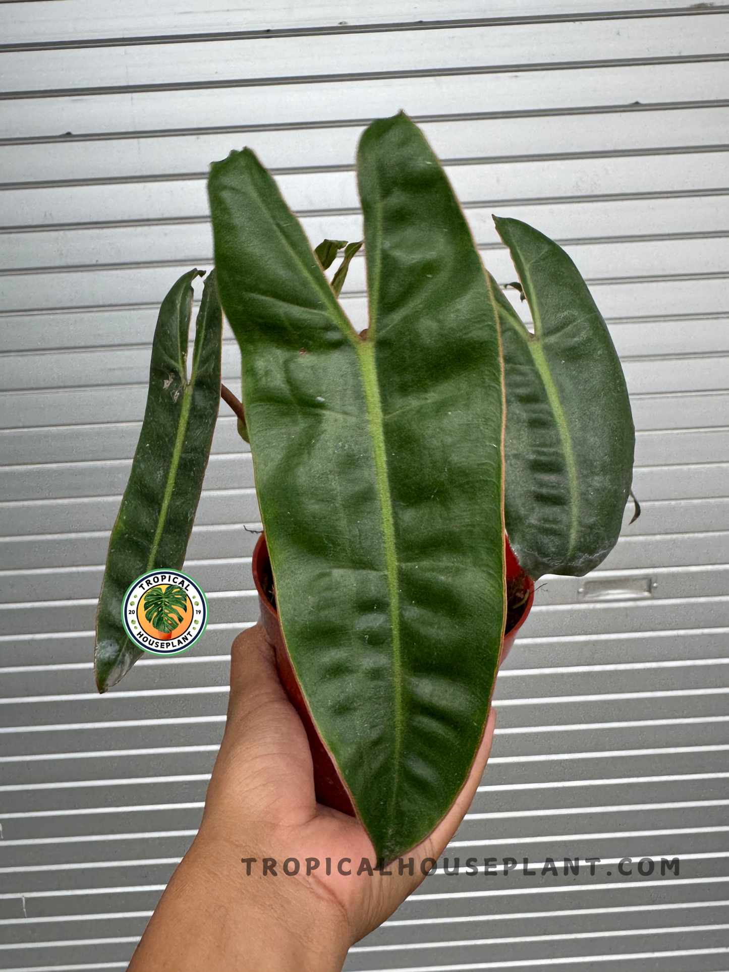 A person holding a Philodendron Billietiae, displaying its elongated, deep green leaves with prominent veining and glossy texture.