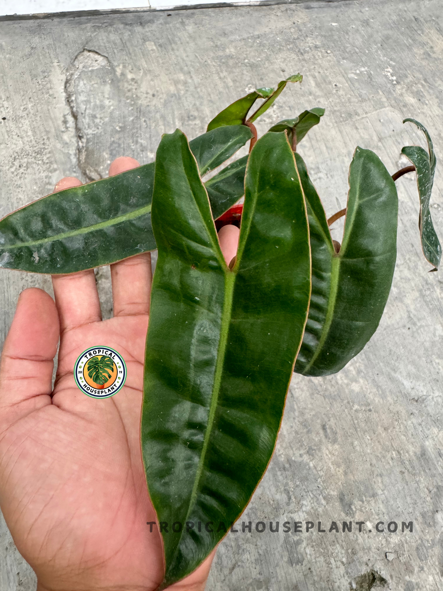 A close-up of Philodendron Billietiae, highlighting its rich green foliage and the distinctive orange petioles in natural light.