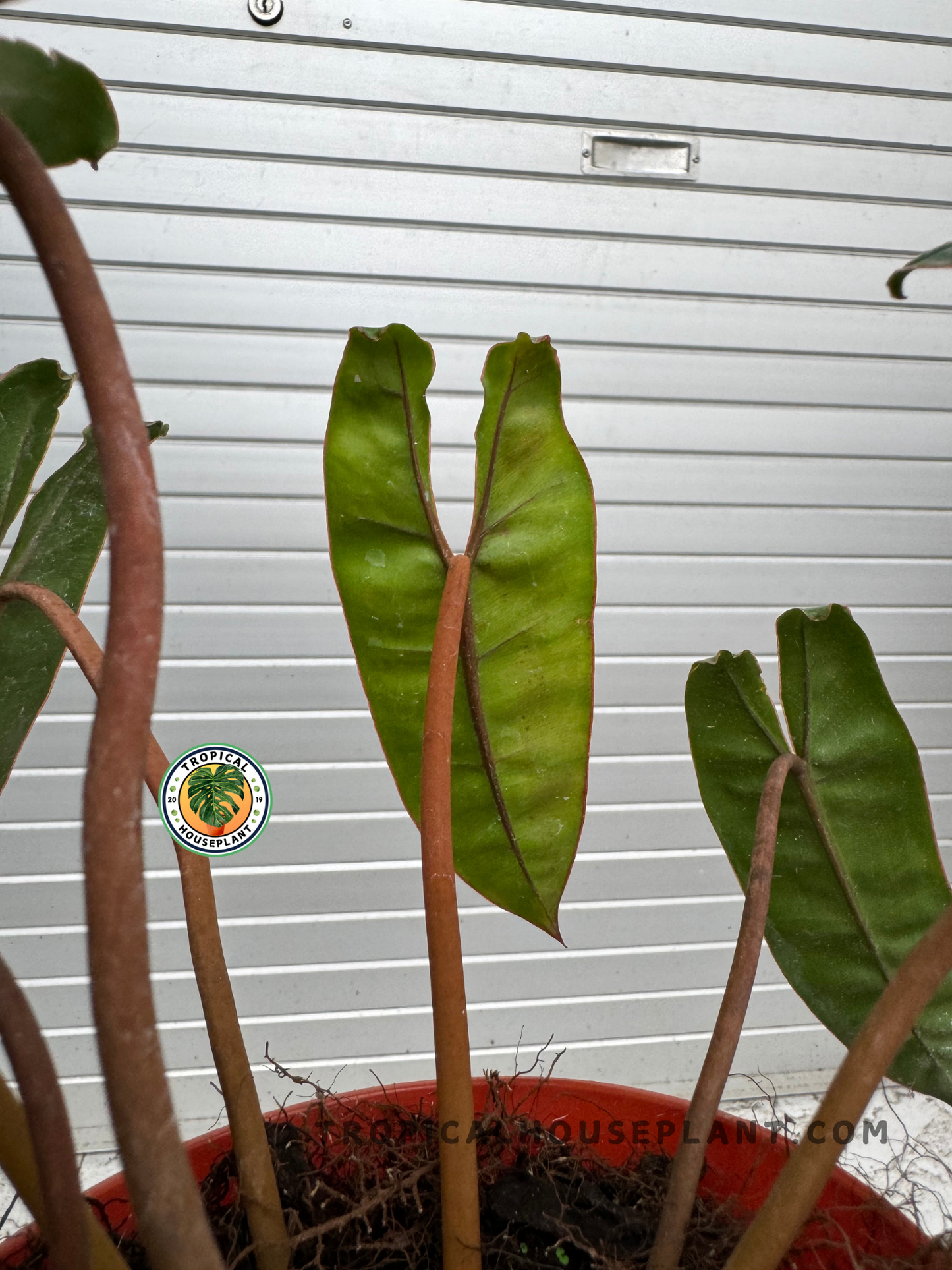 A back view of Philodendron Billietiae growing in a planter, showing its upright growth habit and striking leaf arrangement.