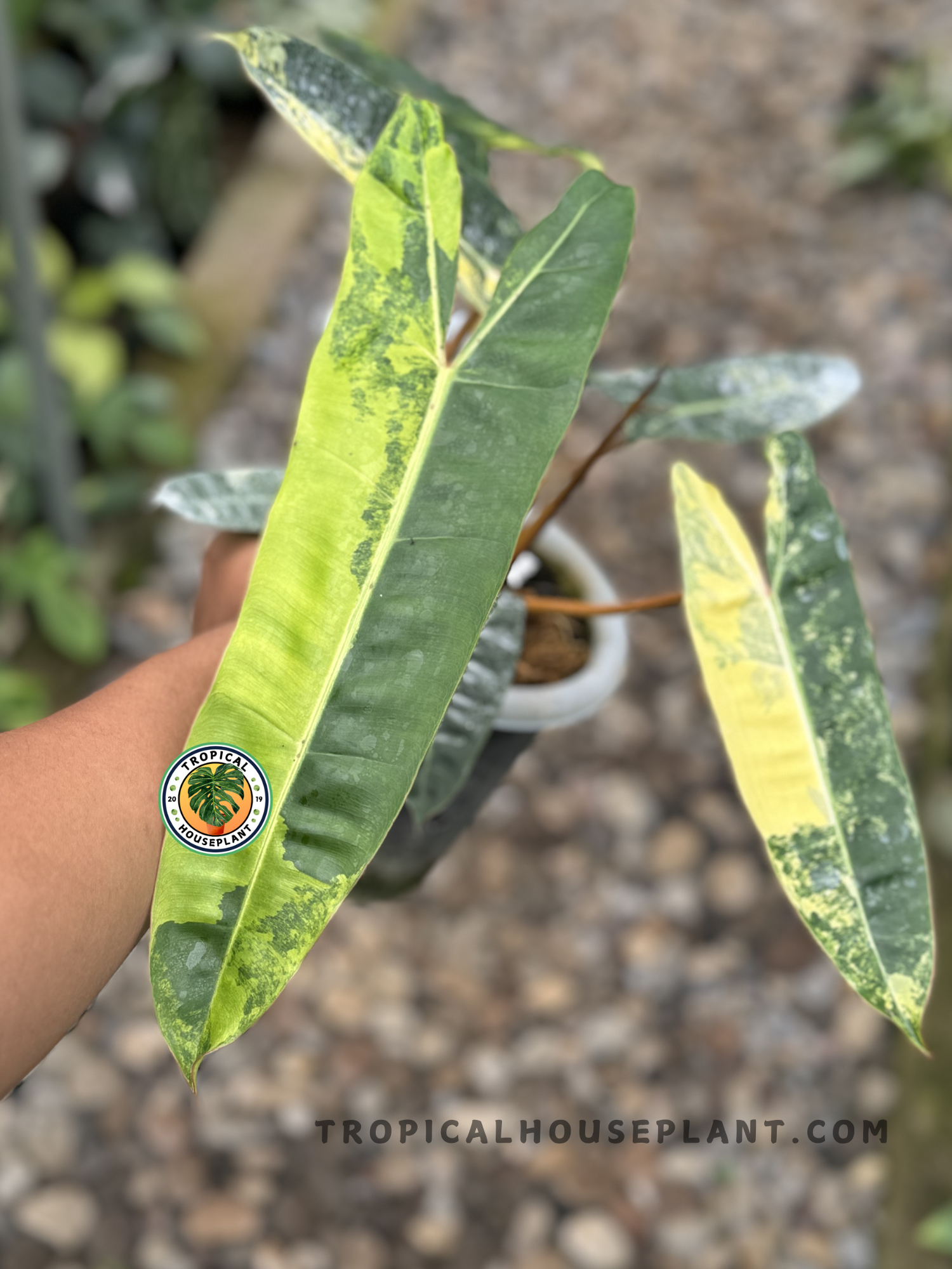 philodendron billietiae croat variegata billietiae orange stalk Philodendron Billitiae Variegated – Tropical Houseplant