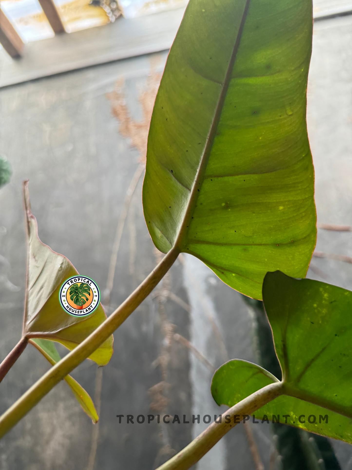 Underside perspective of Philodendron Billitiae x Bippinatifidum leaf with soft lighting, capturing reddish petiole and upright growth habit.