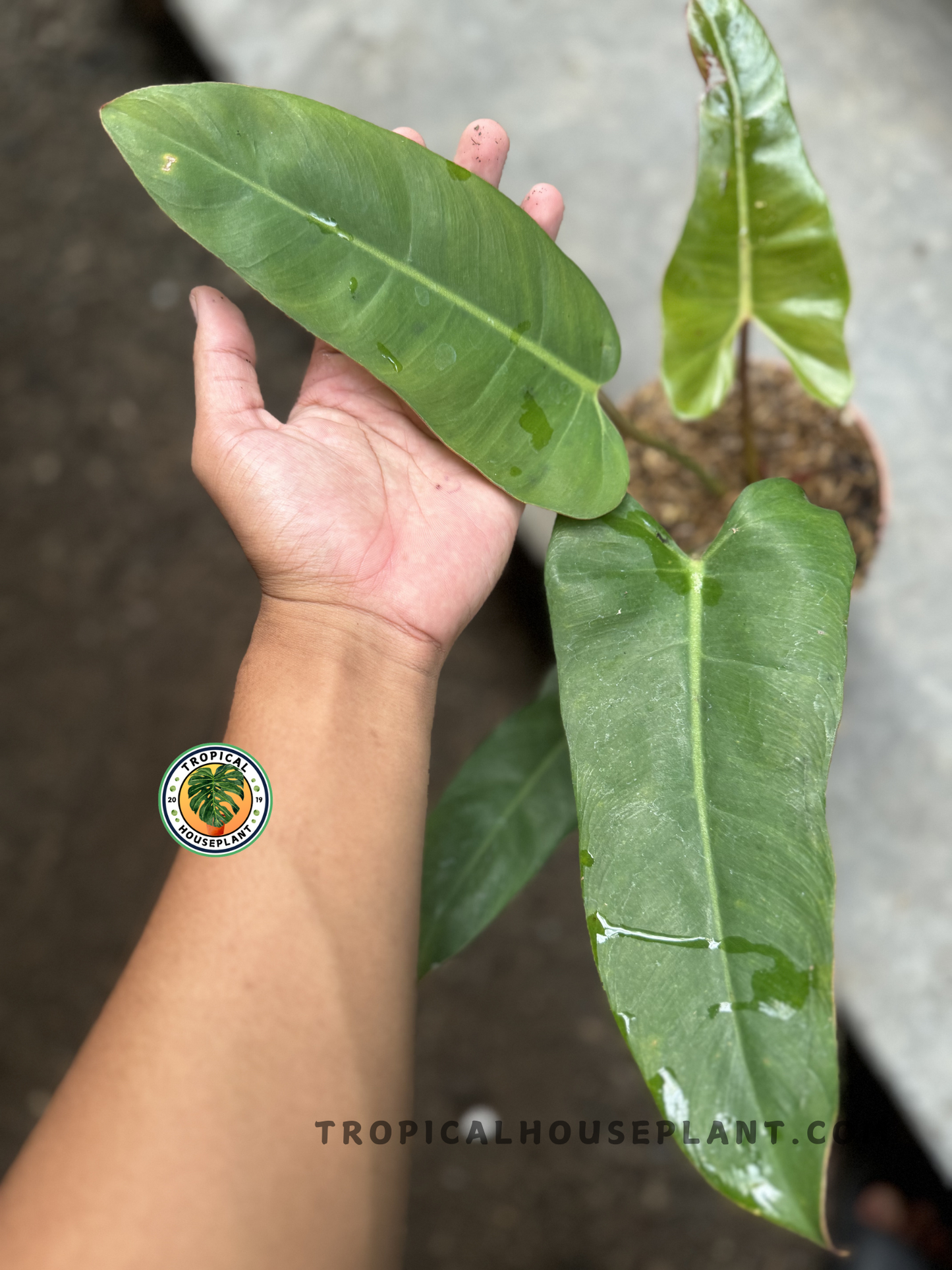 Close-up of Philodendron Billitiae x Bippinatifidum leaf resting on hand, showing elongated, smooth-edged foliage with central vein detail.