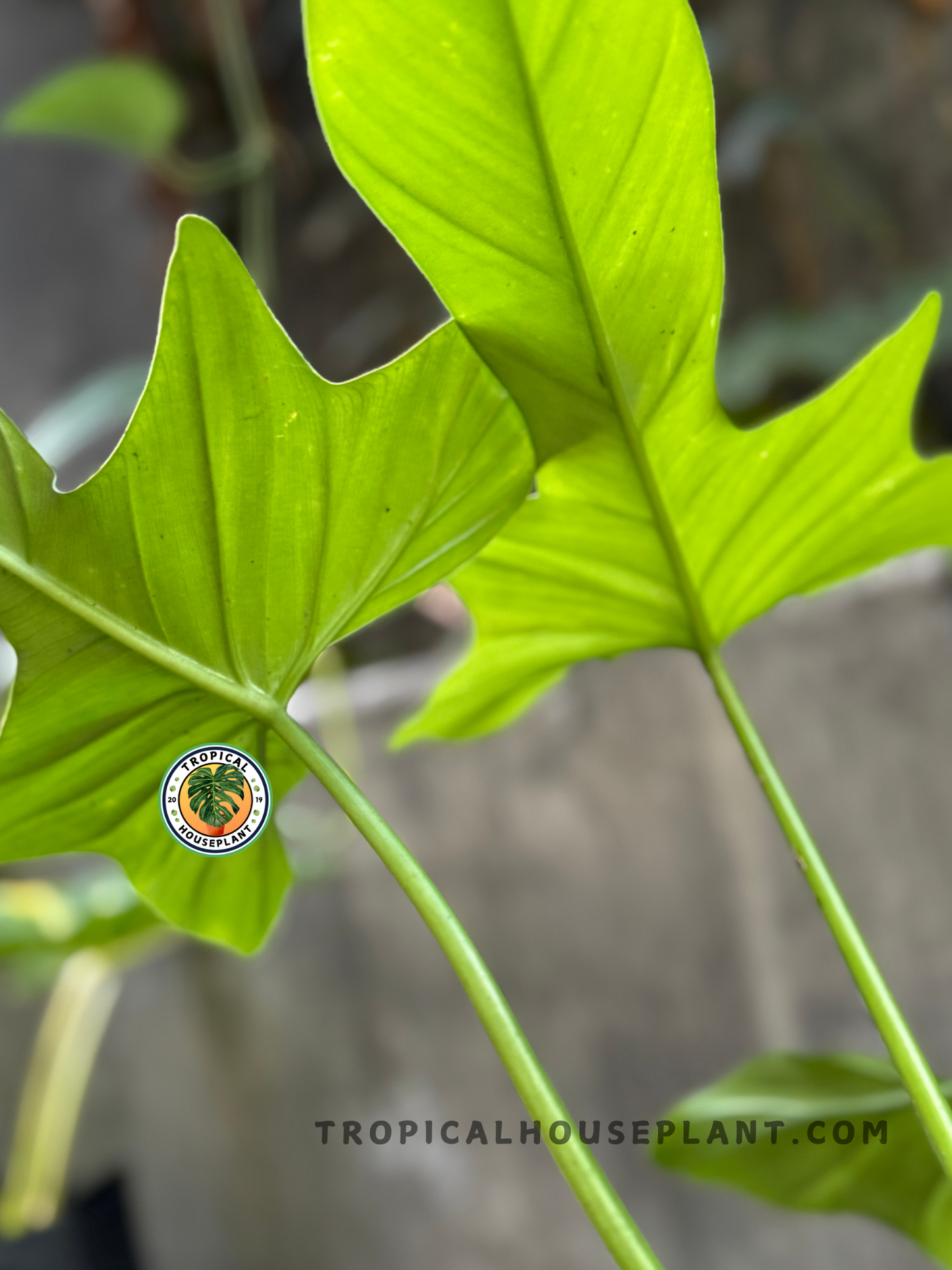 Side view of Philodendron bipennifolium glaucous leaf showing bright light illuminating its soft, glaucous texture