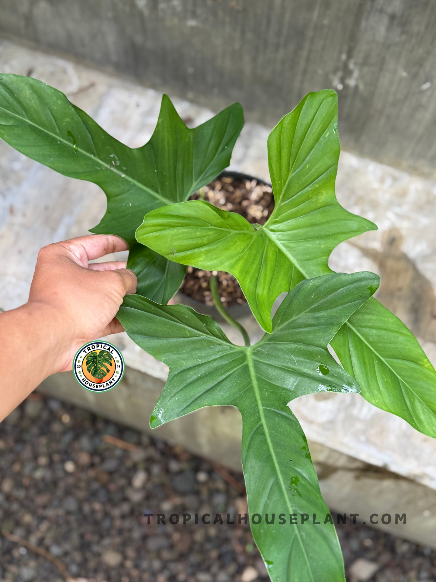 Hand holding one of the Philodendron bipennifolium glaucous leaves, highlighting the plant’s intricate leaf shape and structure
