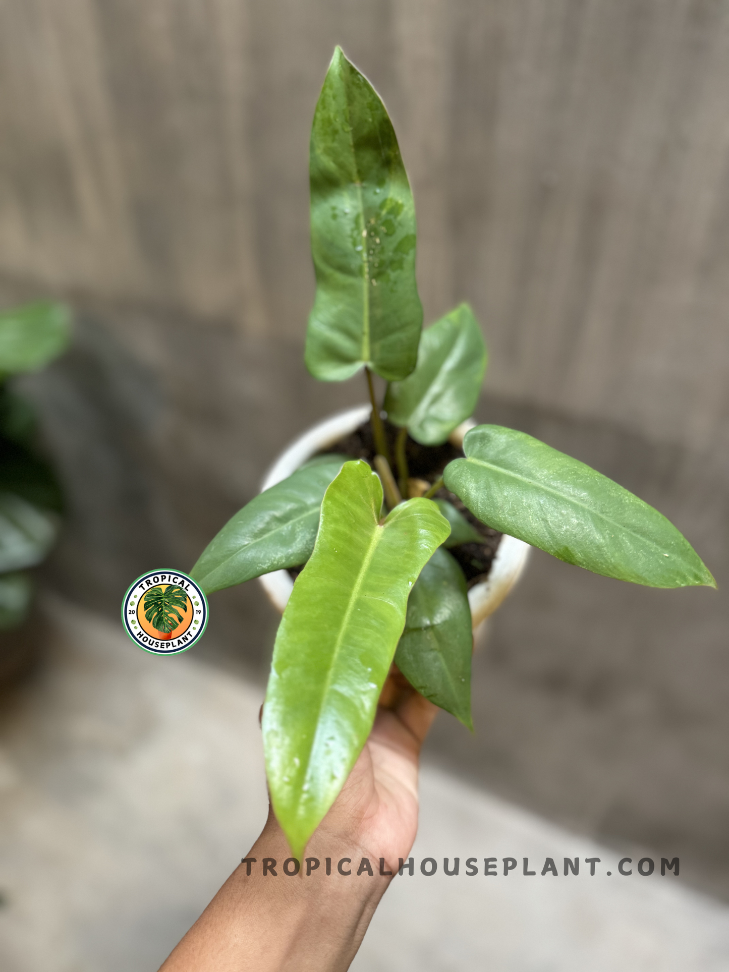 Angled shot of the Philodendron hybrid in white pot, highlighting its vertical growth and upright leaf orientation.