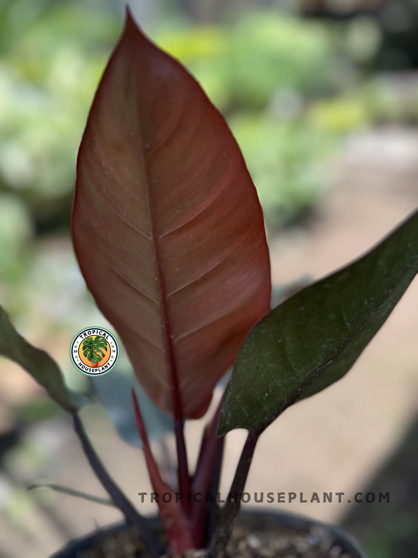 Close-up of Philodendron Black Cardinal’s newest leaf, showing its smooth burgundy coloration and sleek surface texture in a tropical nursery.