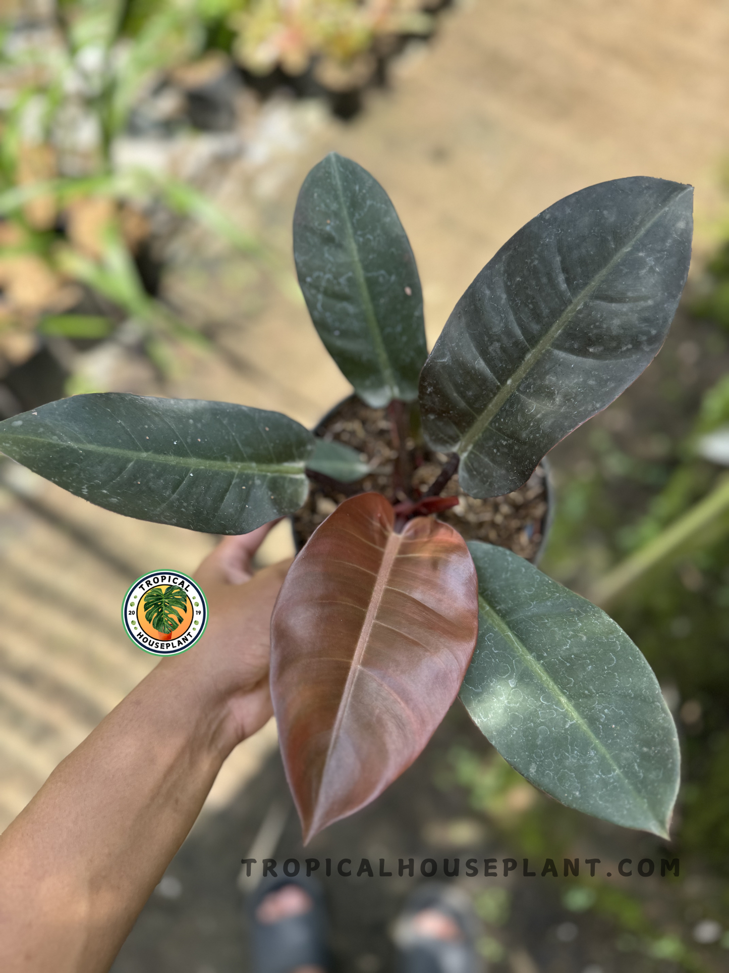 Top-down view of Philodendron Black Cardinal in a hand, highlighting the vibrant red new growth among darker mature leaves in an outdoor setting.