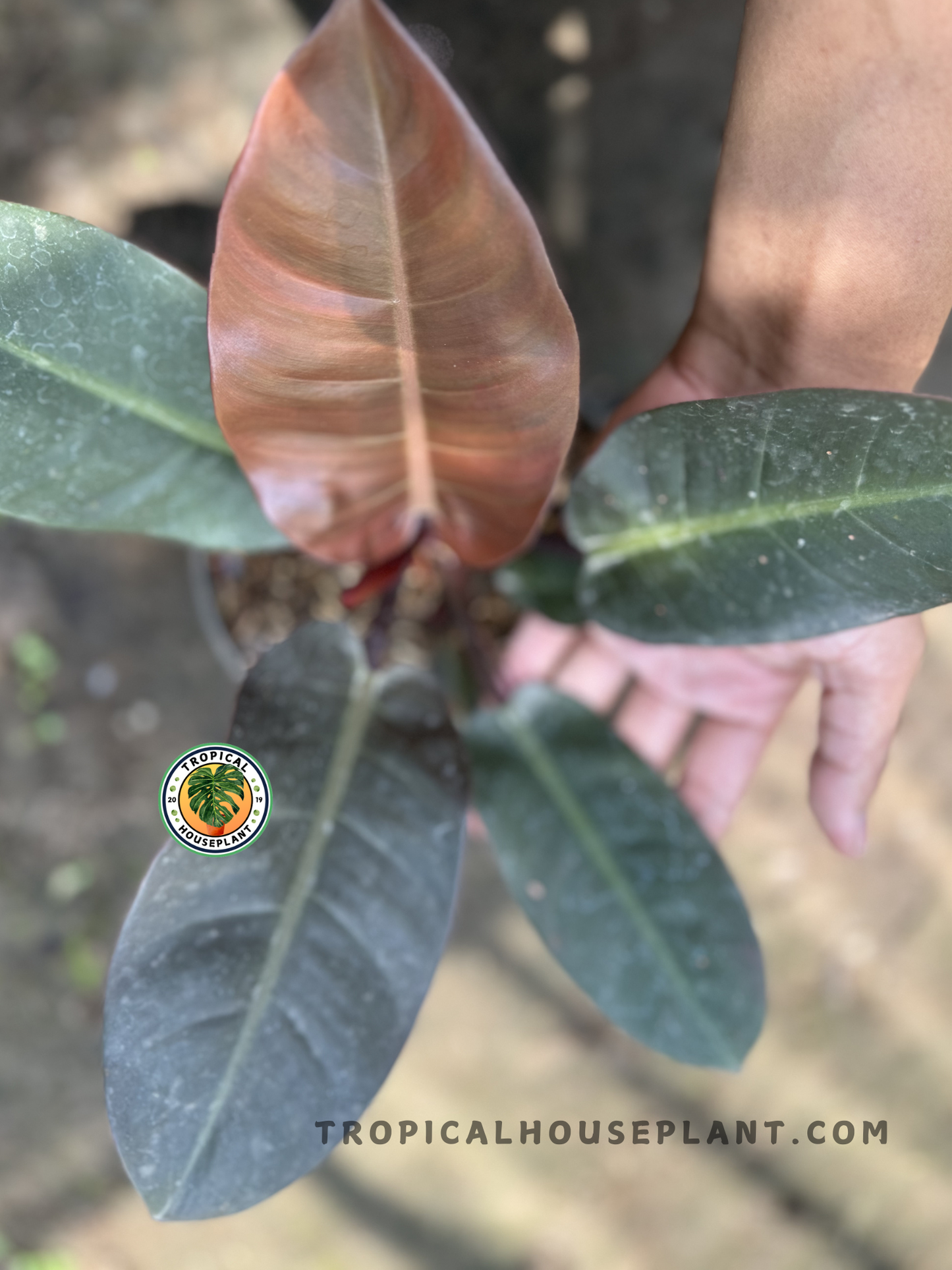 Overhead perspective of a Philodendron Black Cardinal displaying its full symmetrical form, with deep green mature leaves and one emerging bronze leaf.
