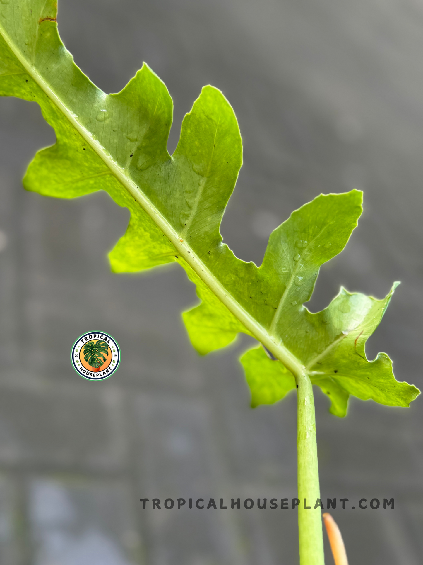 Side view of a Philodendron Bob Cee Variegated stem with alternating lobes along a bright green midrib.