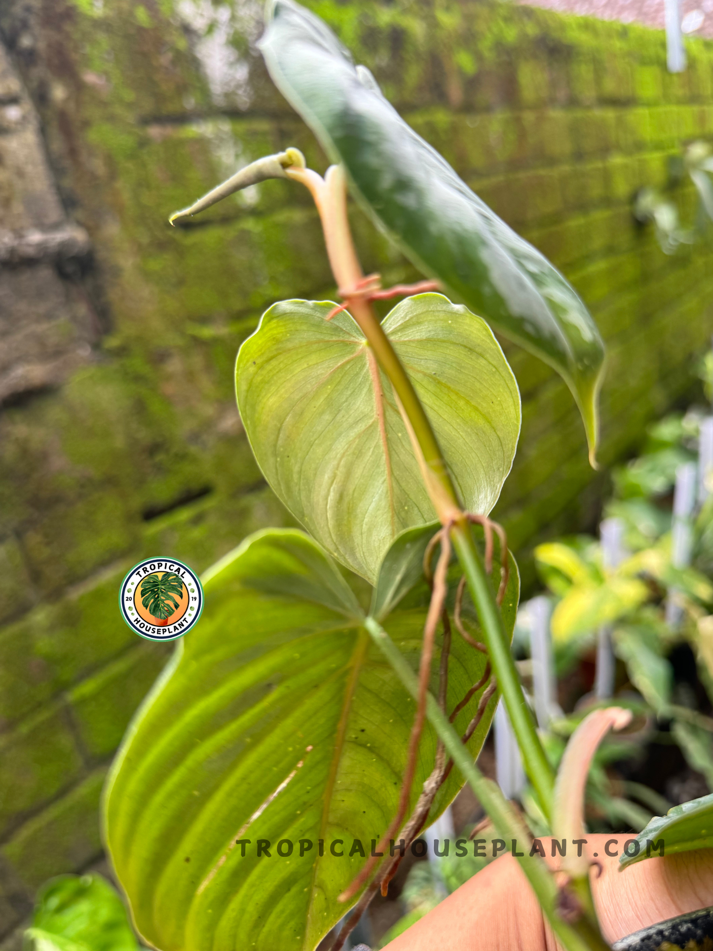 Philodendron Brandtianum Wild Form climbing with its striking silver-green leaves, featuring intricate vein patterns.