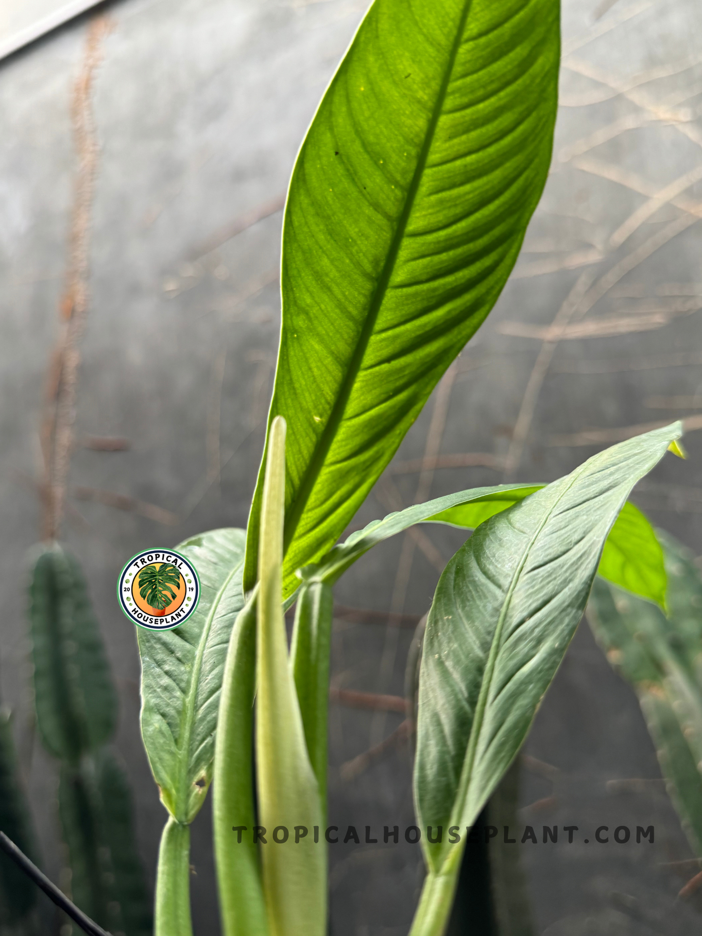 Close-up of Philodendron Campii Lynette’s long, textured green leaves with a rippled surface.
