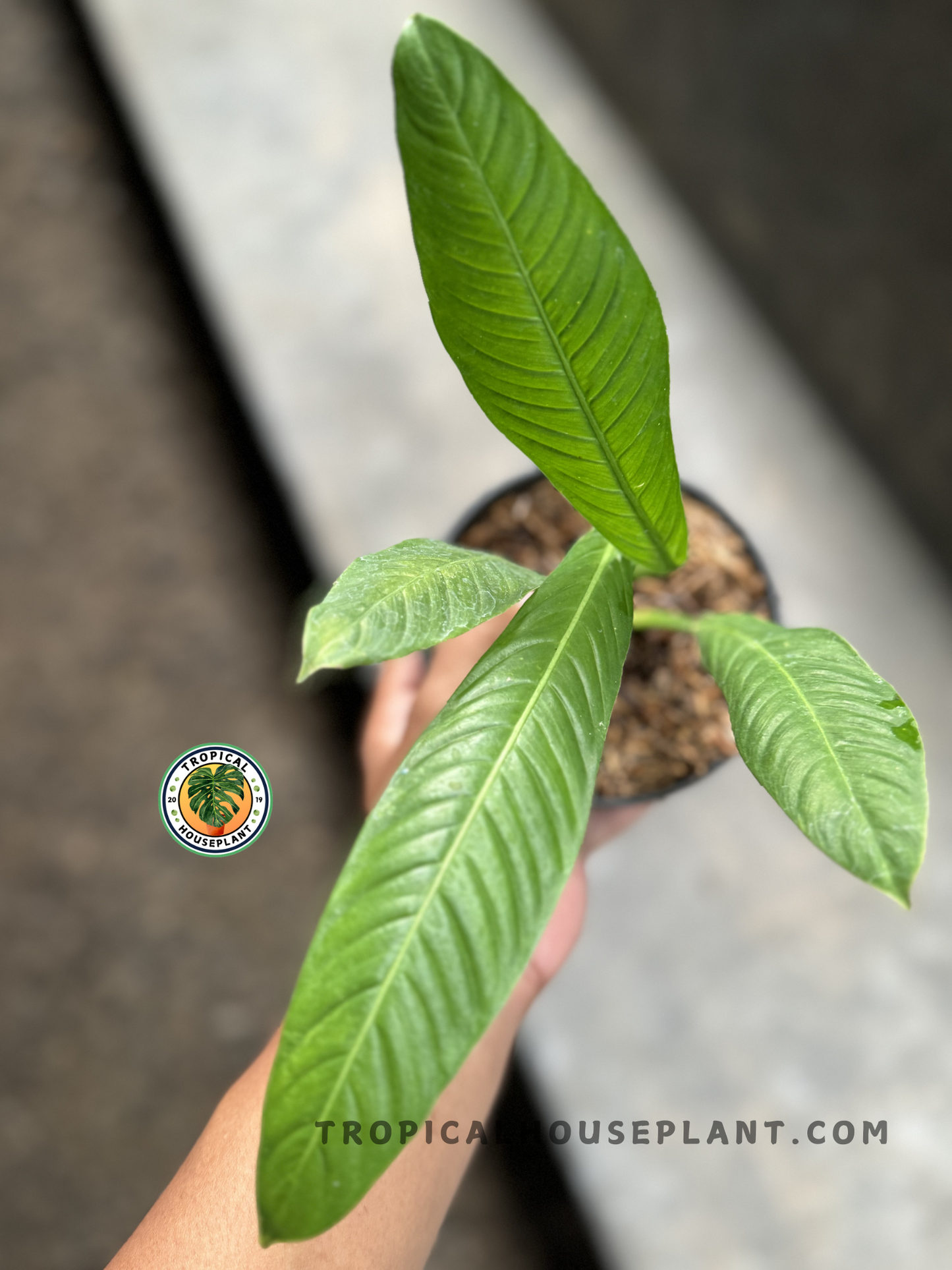 Top view of Philodendron Campii Lynette in a pot, displaying its elegant upright leaves.