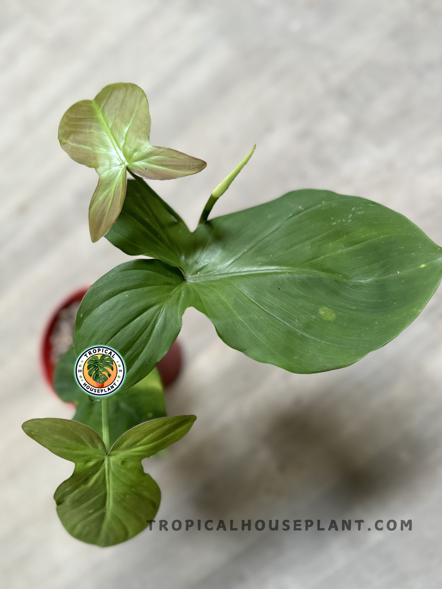 Top view of Philodendron Camposportoanum showcasing its velvety, heart-shaped green leaves.