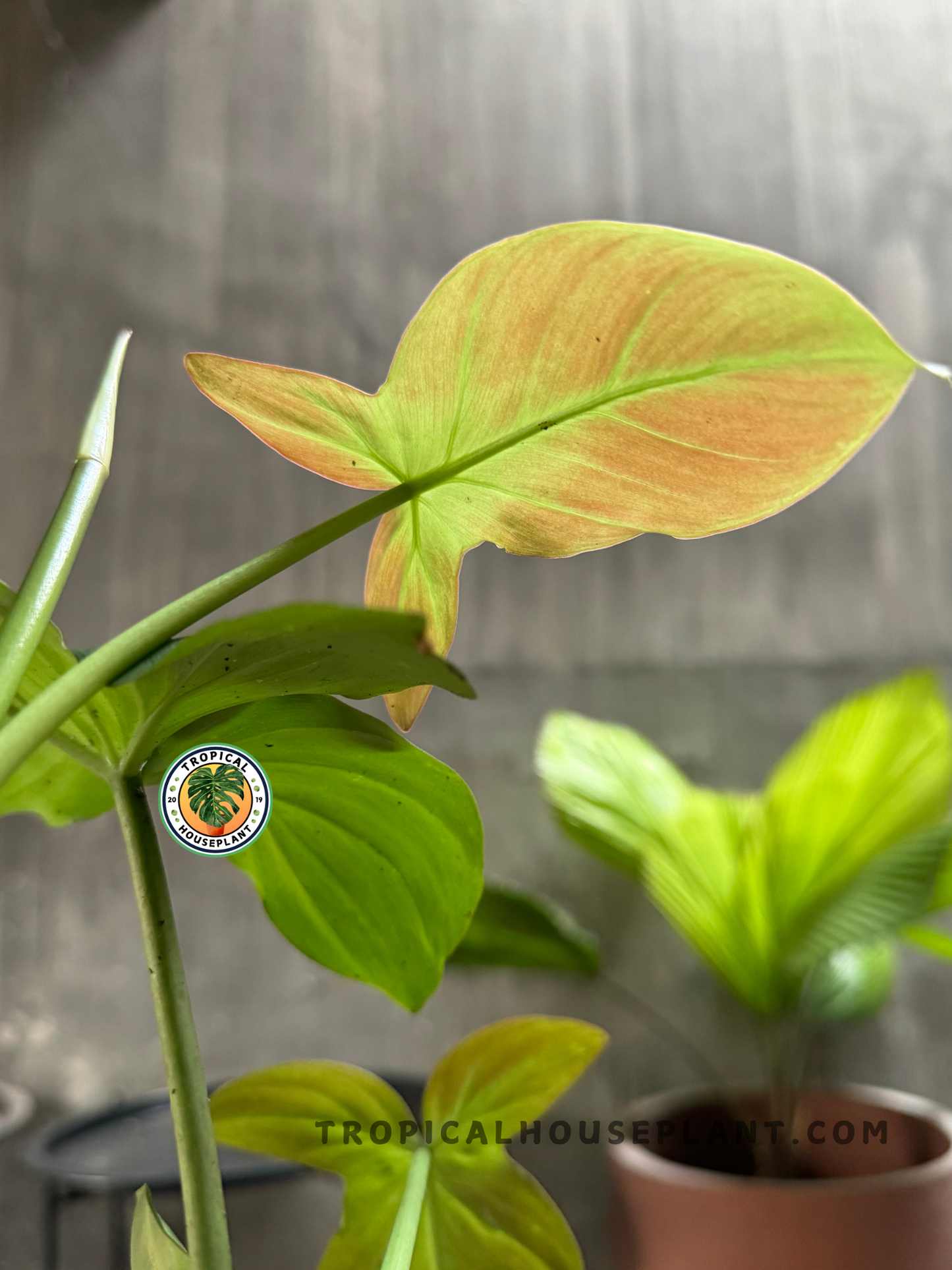 Side view of Philodendron Camposportoanum with young copper-toned leaves and mature green foliage.